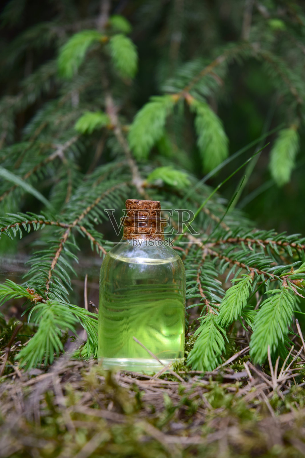 云杉幼芽的油照片摄影图片