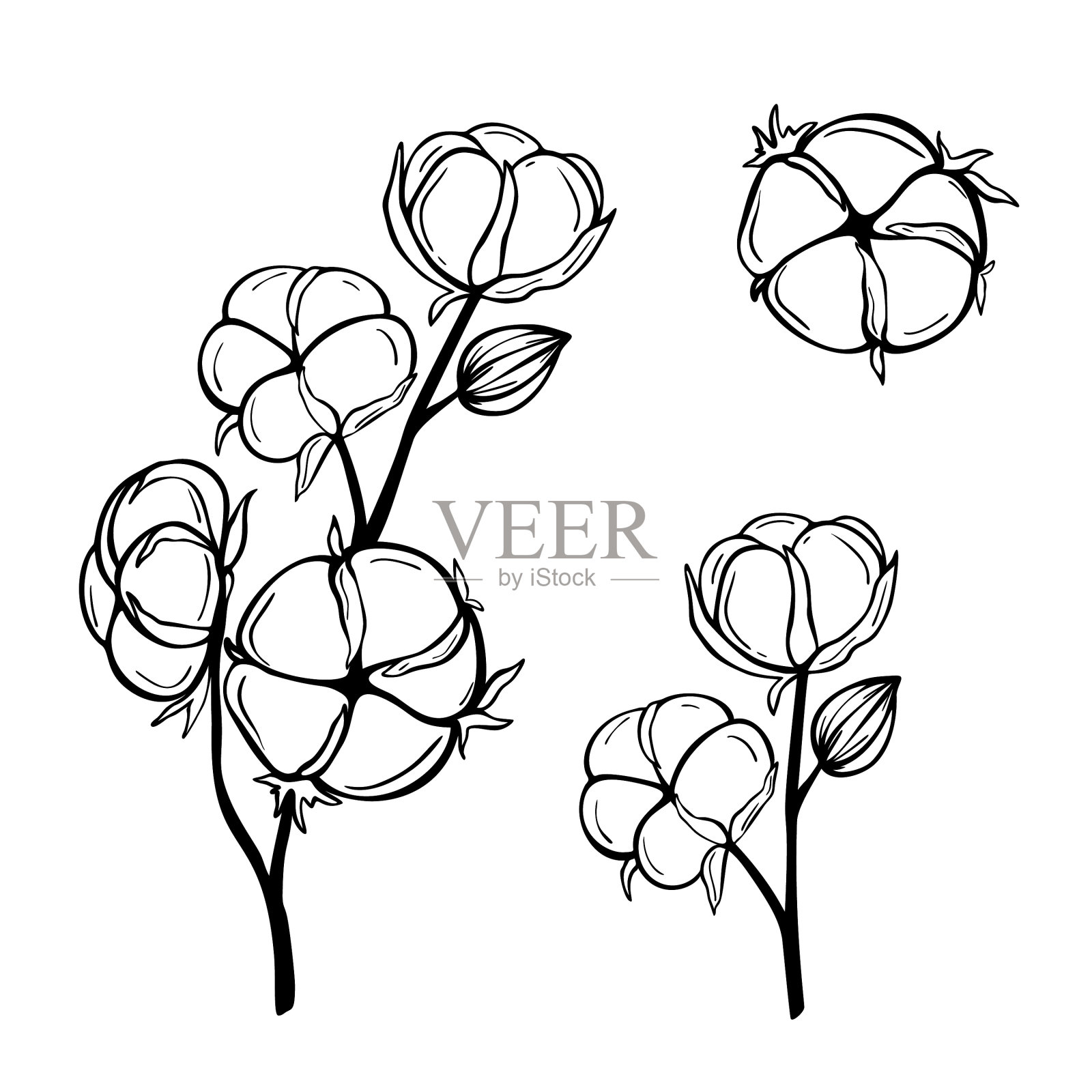 手画棉花树枝孤立在白色设计元素图片