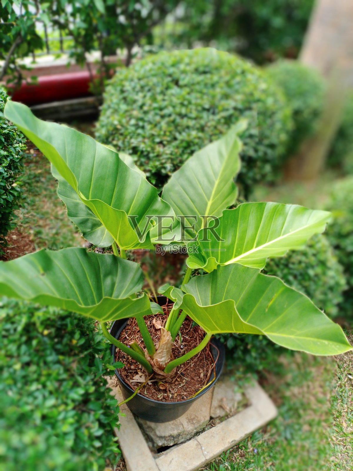 绿色植物照片摄影图片