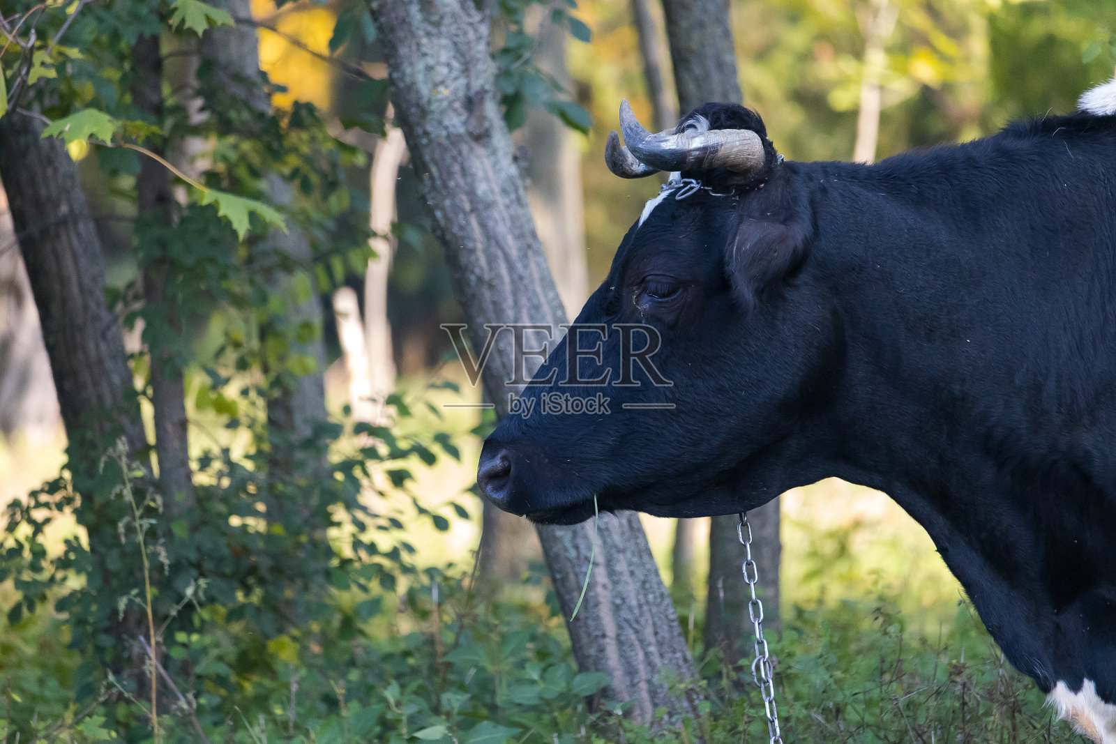 村子里的牧场上有黑白相间的公牛。农村景观。有选择性的重点照片摄影图片