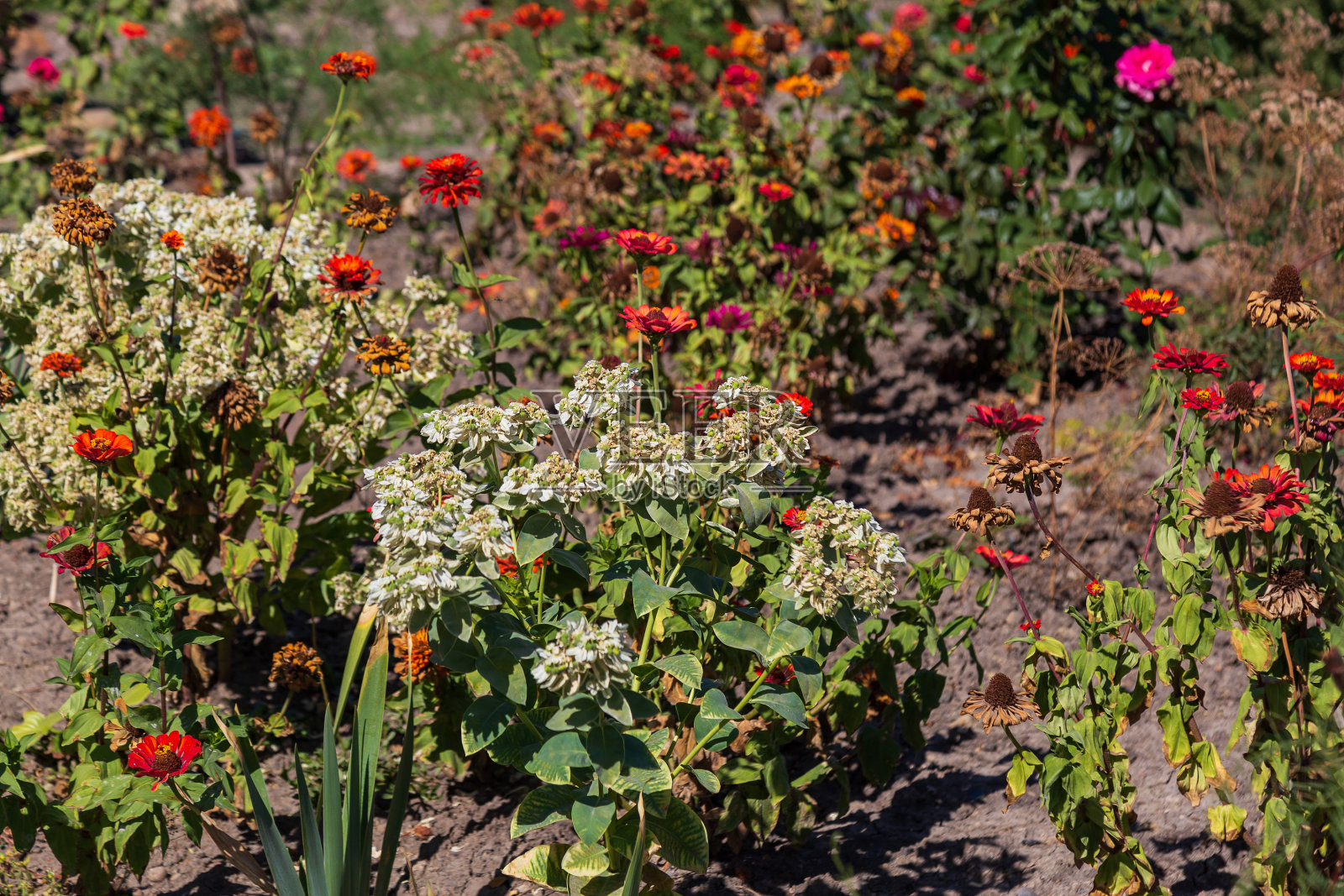 一个非常漂亮的花坛。美化绿化环境。背景说明良好的城市空间。照片摄影图片