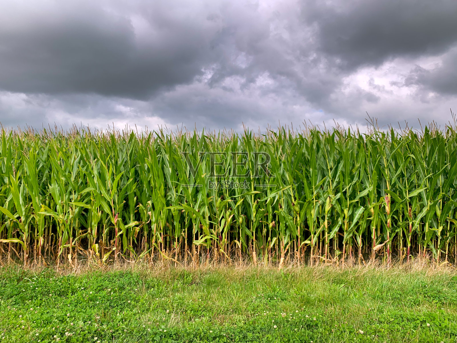 在多云的天空下,一片绿色的玉米地和玉米的特写照片摄影图片