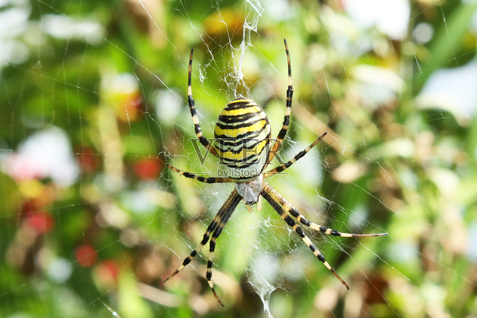 韦斯彭斯平内(阿吉奥佩·布鲁尼希)照片摄影图片