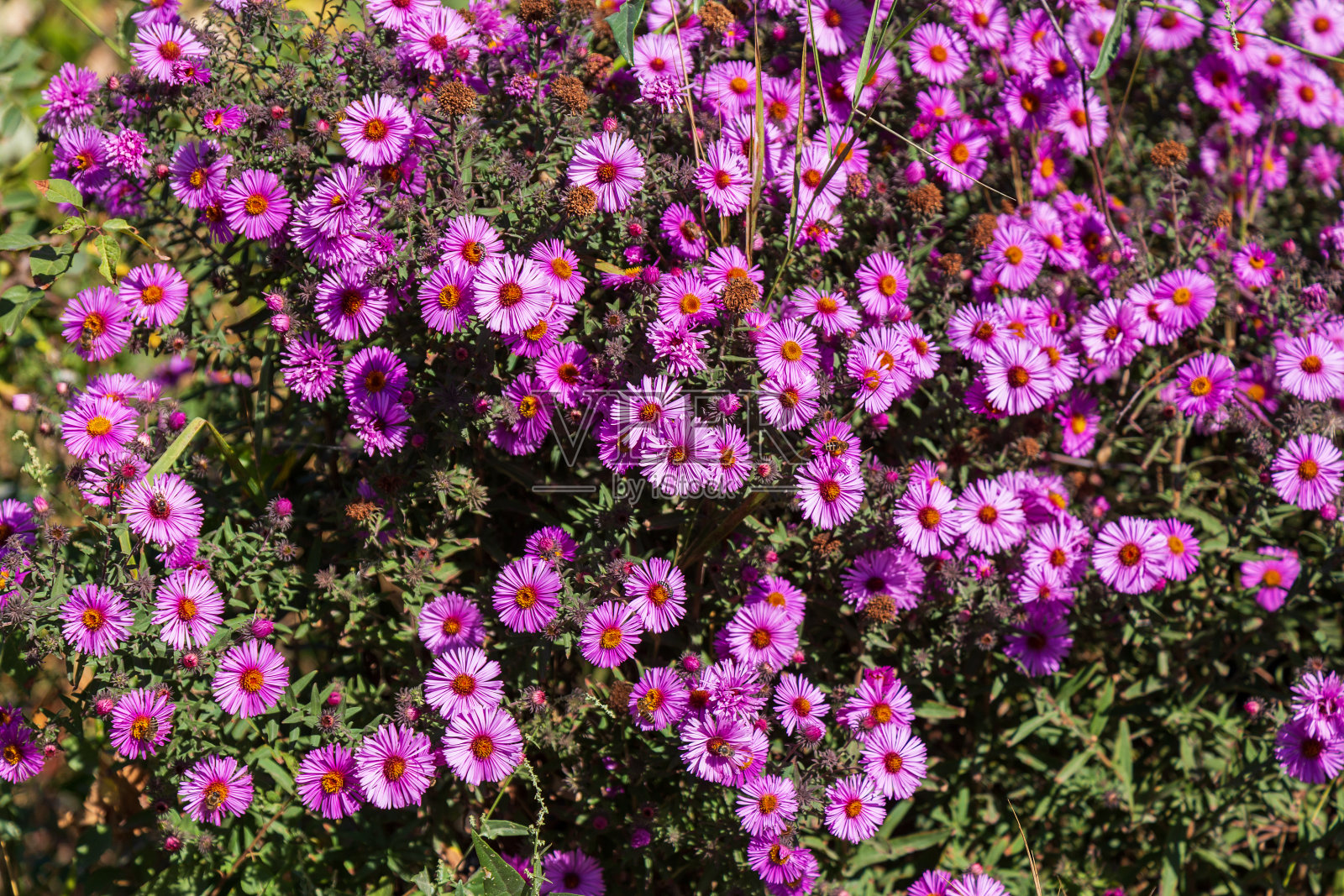 一个非常漂亮的花坛。美化绿化环境。背景说明良好的城市空间。照片摄影图片