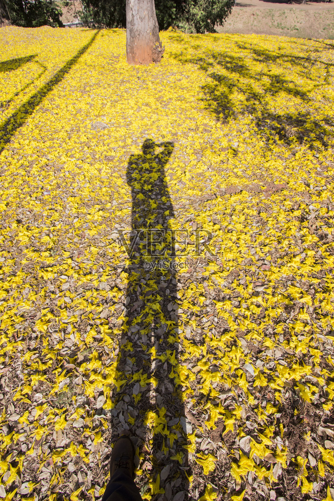 巴西热带草原黄花照片摄影图片