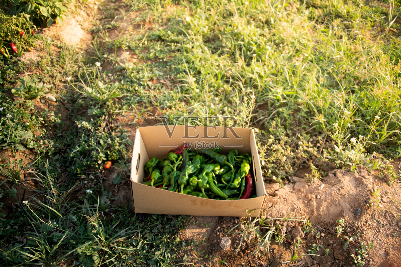 装有收获的辣椒的盒子照片摄影图片
