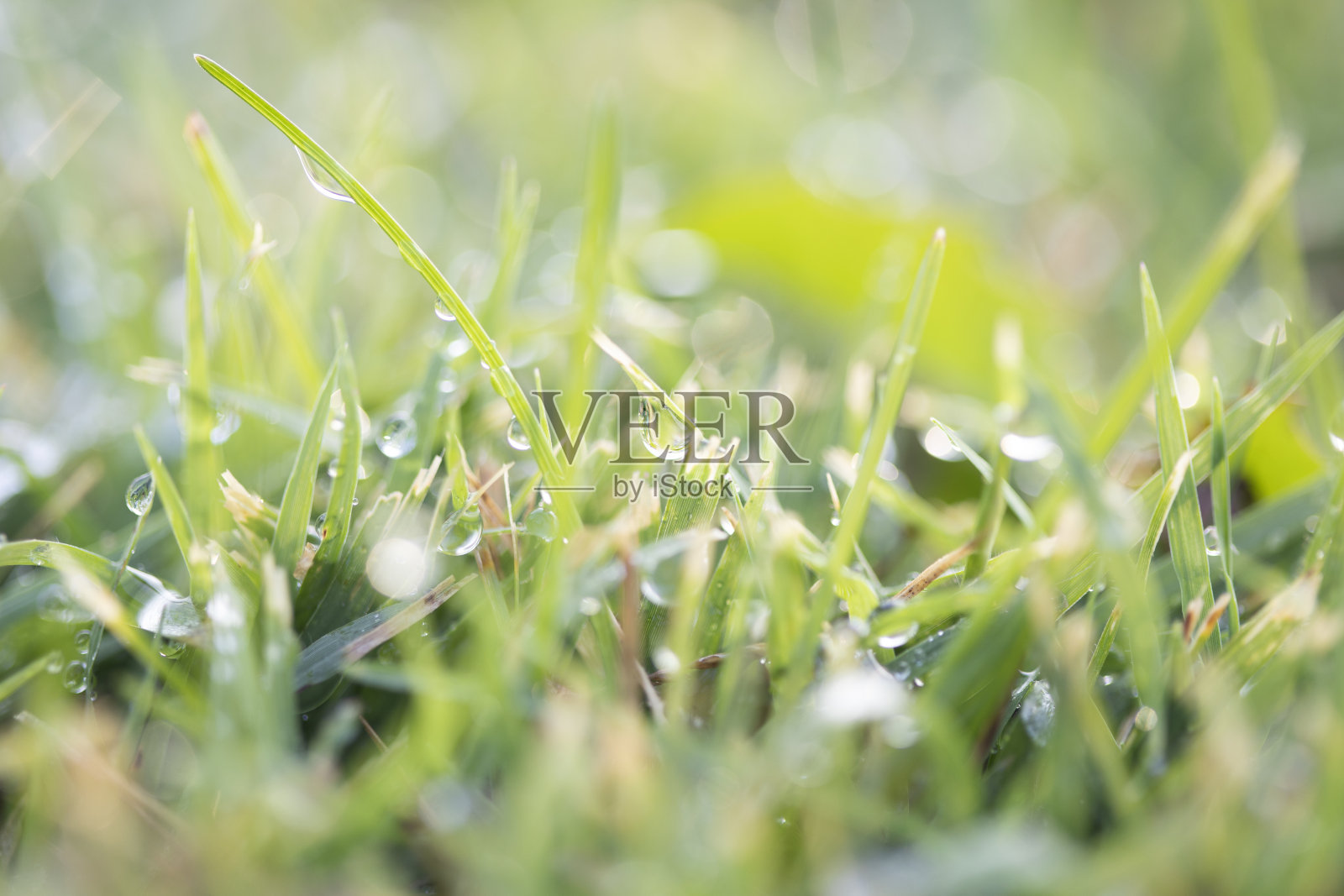 绿草上挂着露珠照片摄影图片