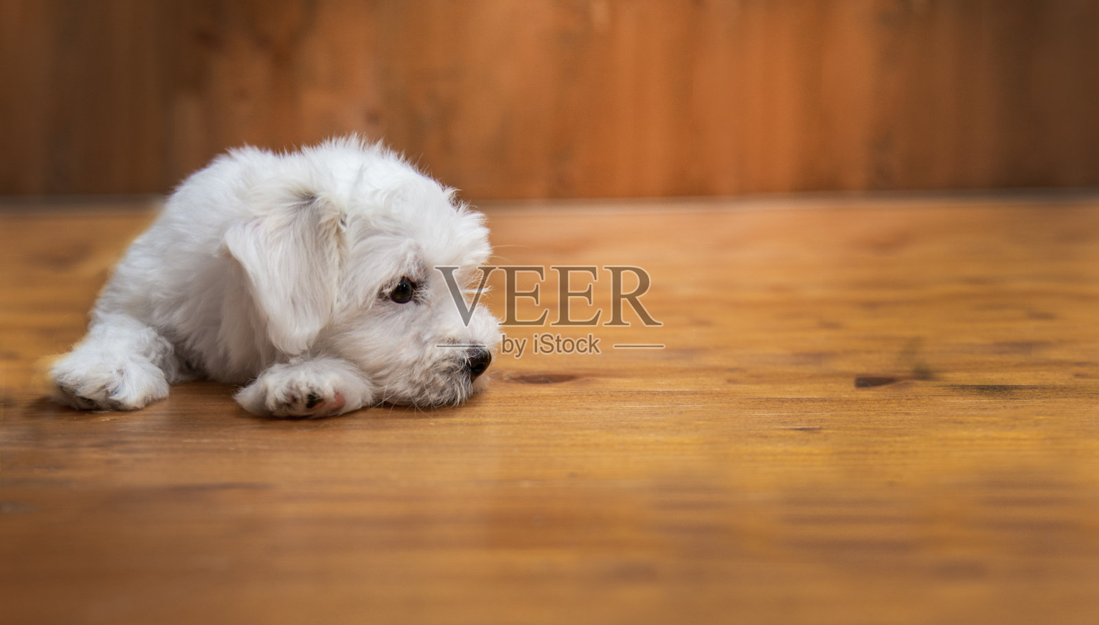木地板上的马耳他小狗照片摄影图片