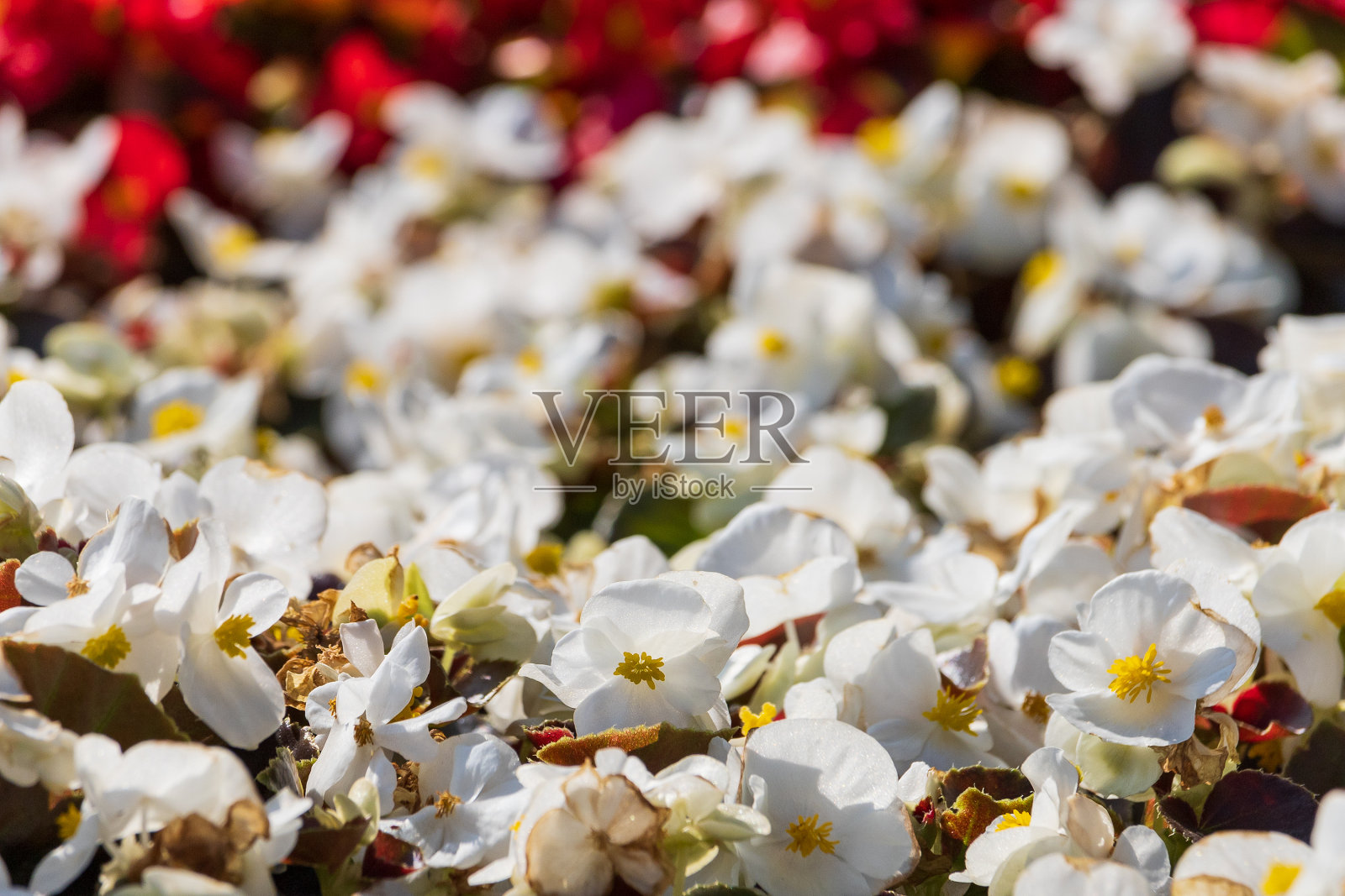 一个非常漂亮的花坛。美化绿化环境。背景说明良好的城市空间。照片摄影图片