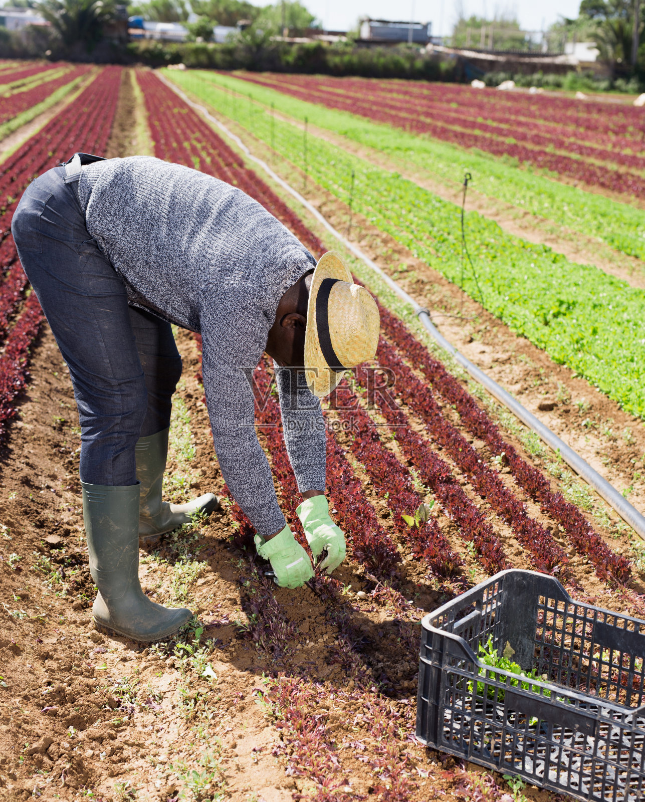 收割红莴苣的非裔美国工人照片摄影图片