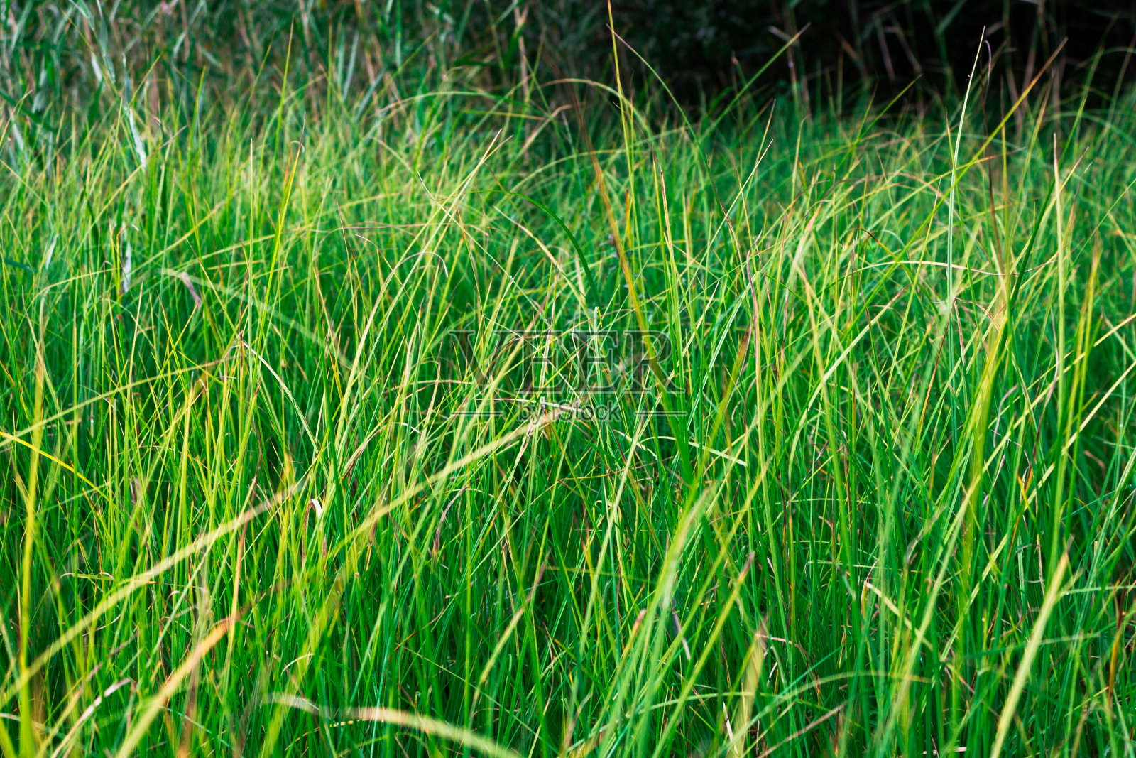 森林边缘的一片草地。收割干草作牲畜饲料。绿色的植物。照片摄影图片