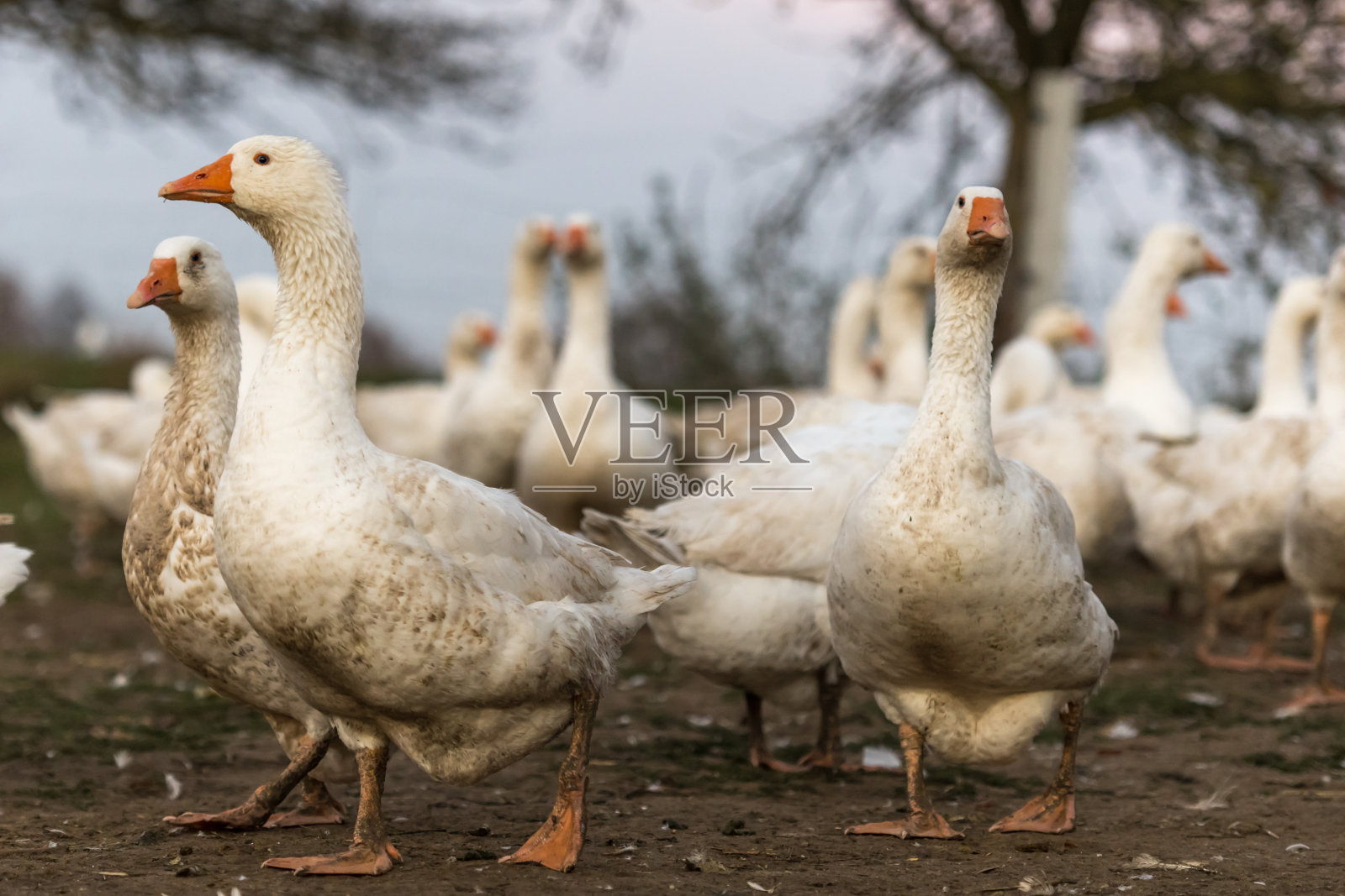 草地上有很多肥鹅照片摄影图片