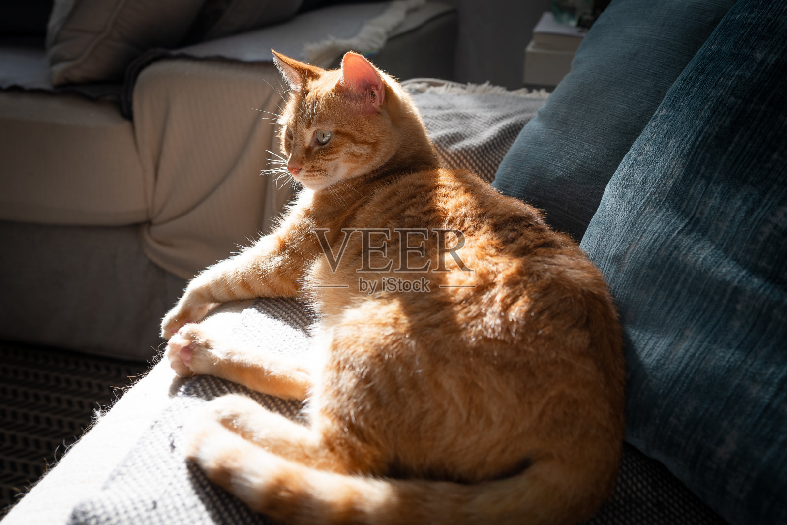 棕色的虎斑猫,绿色的眼睛躺在沙发上,在窗户的光线下。近距离照片摄影图片