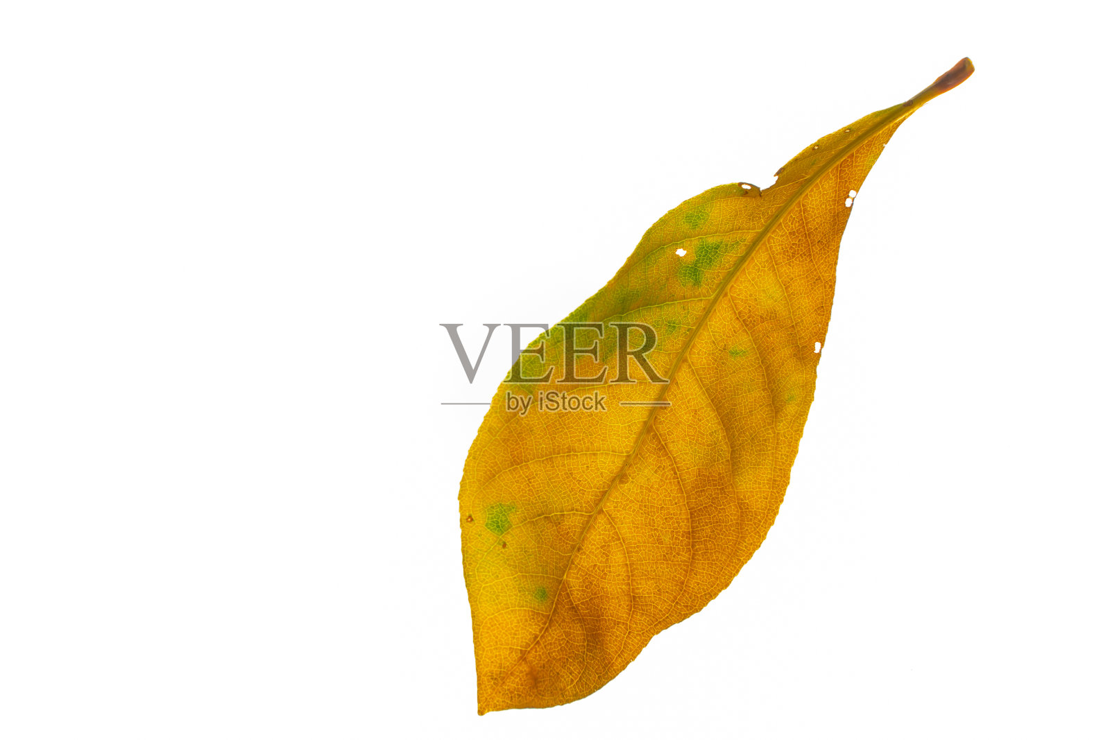 秋叶孤立在白色的背景上照片摄影图片