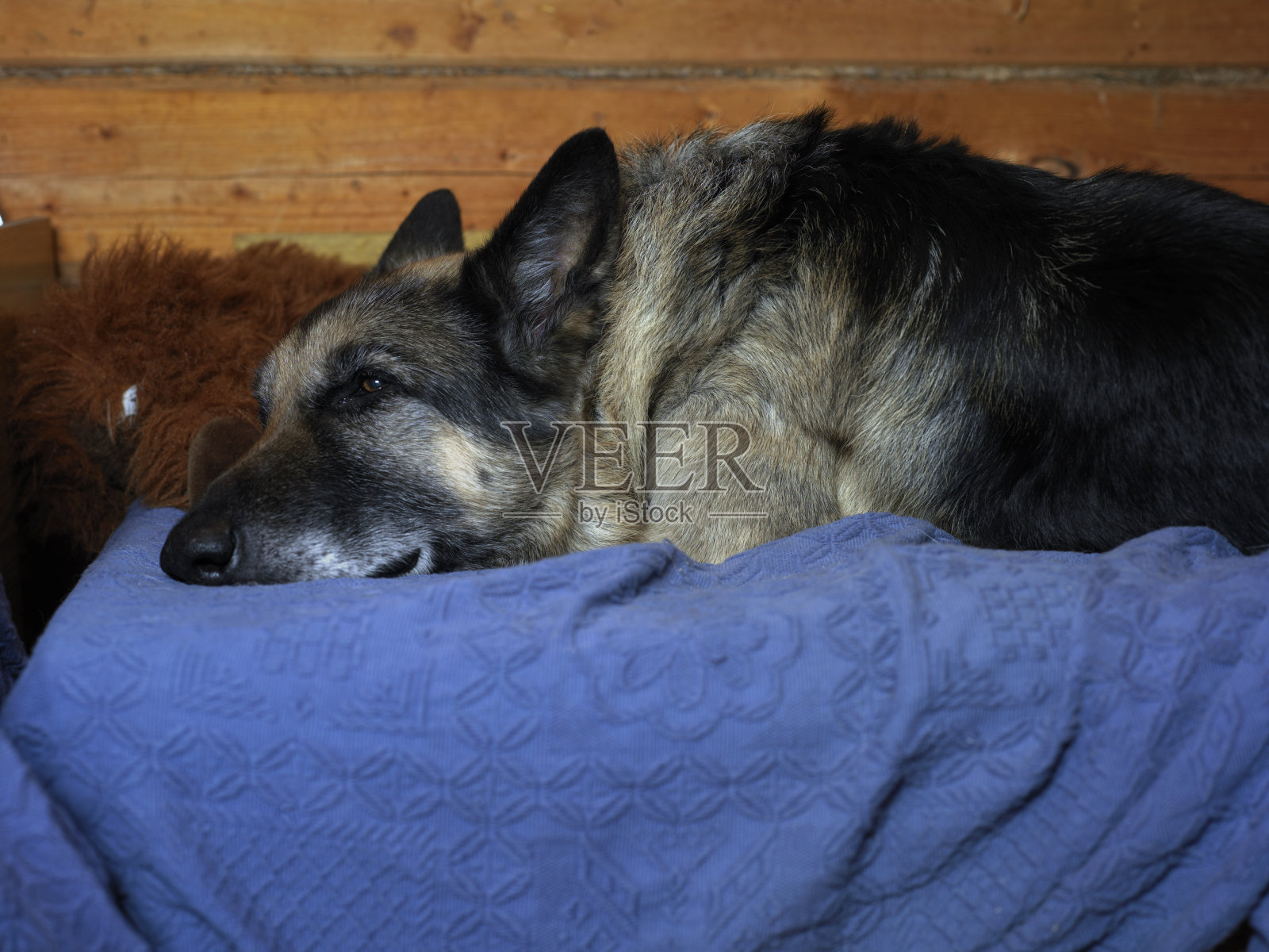 狗狗在沙发上打盹照片摄影图片