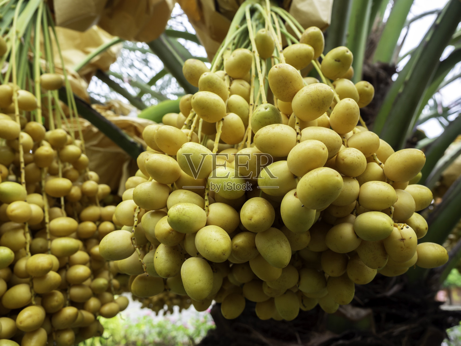 棕榈树上的枣子。照片摄影图片