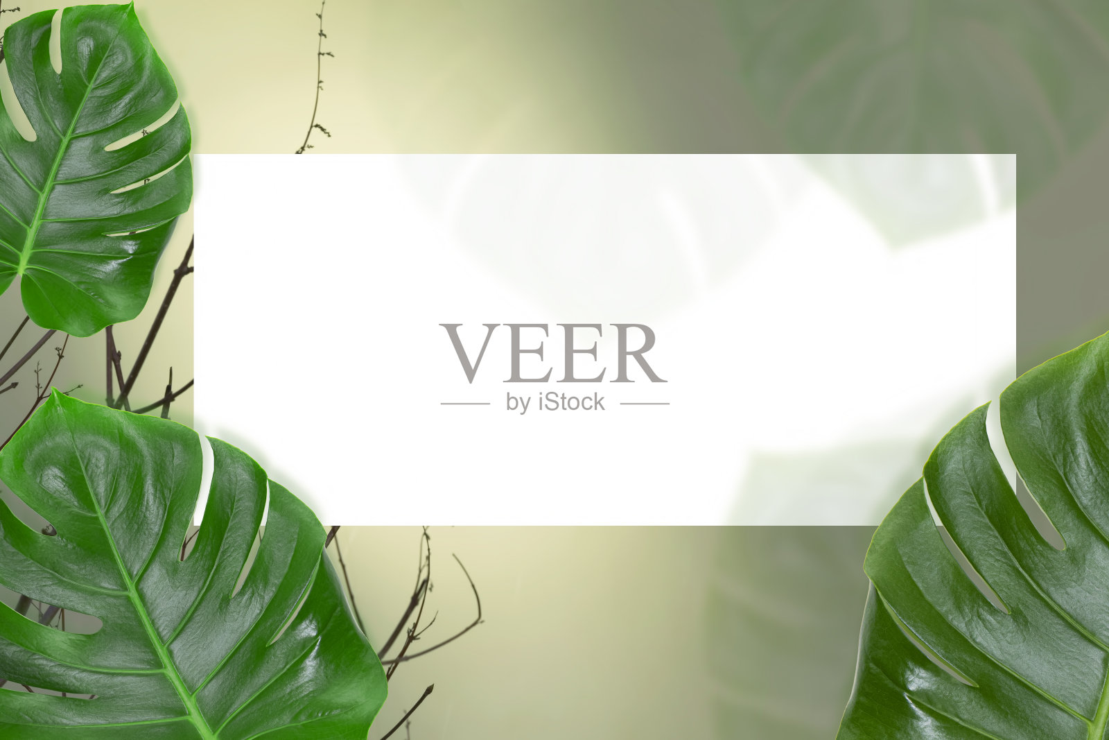 热带叶的背景。深绿色的叶子的怪物棕榈与阴影与白色文本框。俯视图,平躺照片摄影图片