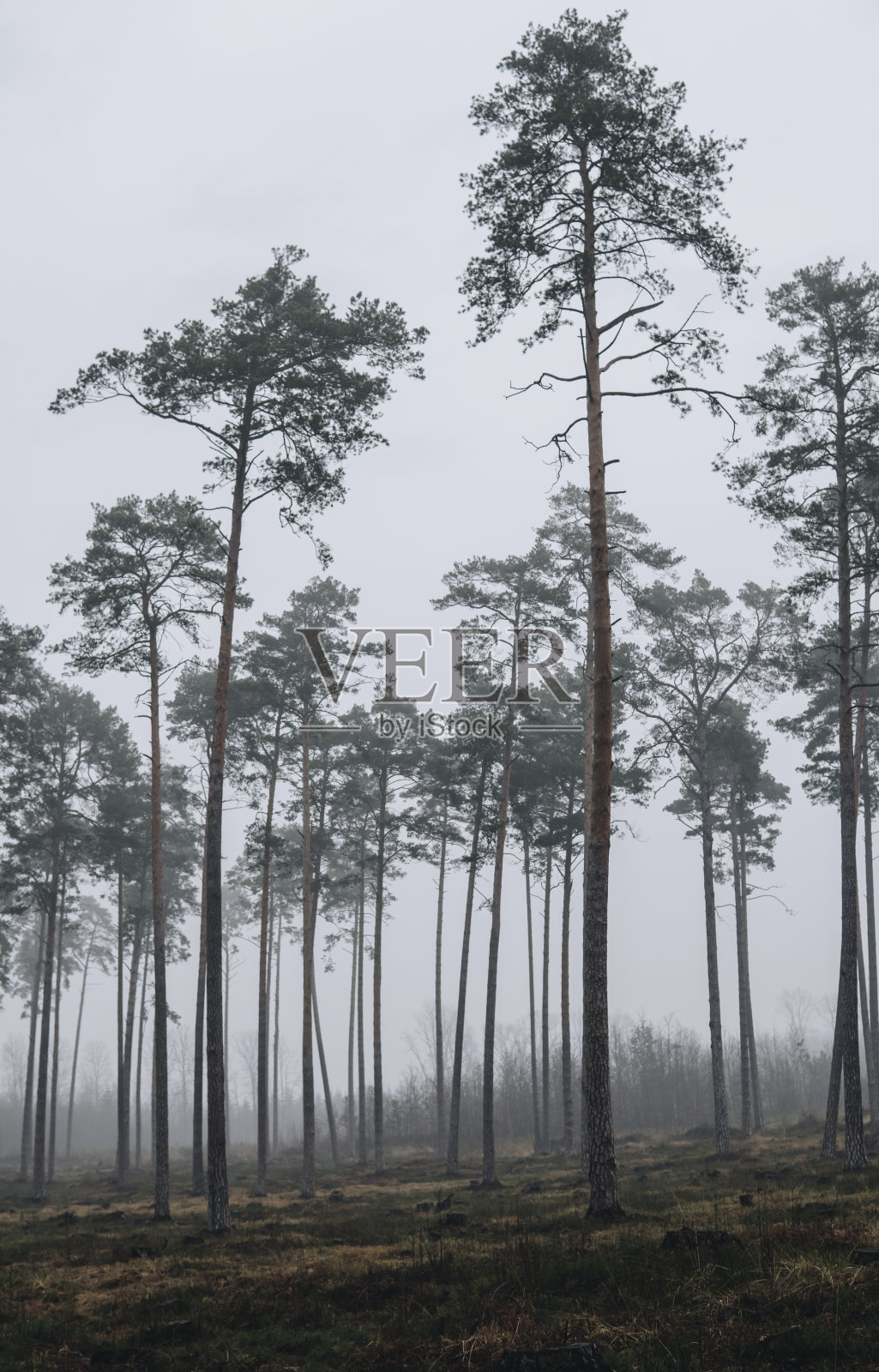雾中松树的风景照片摄影图片