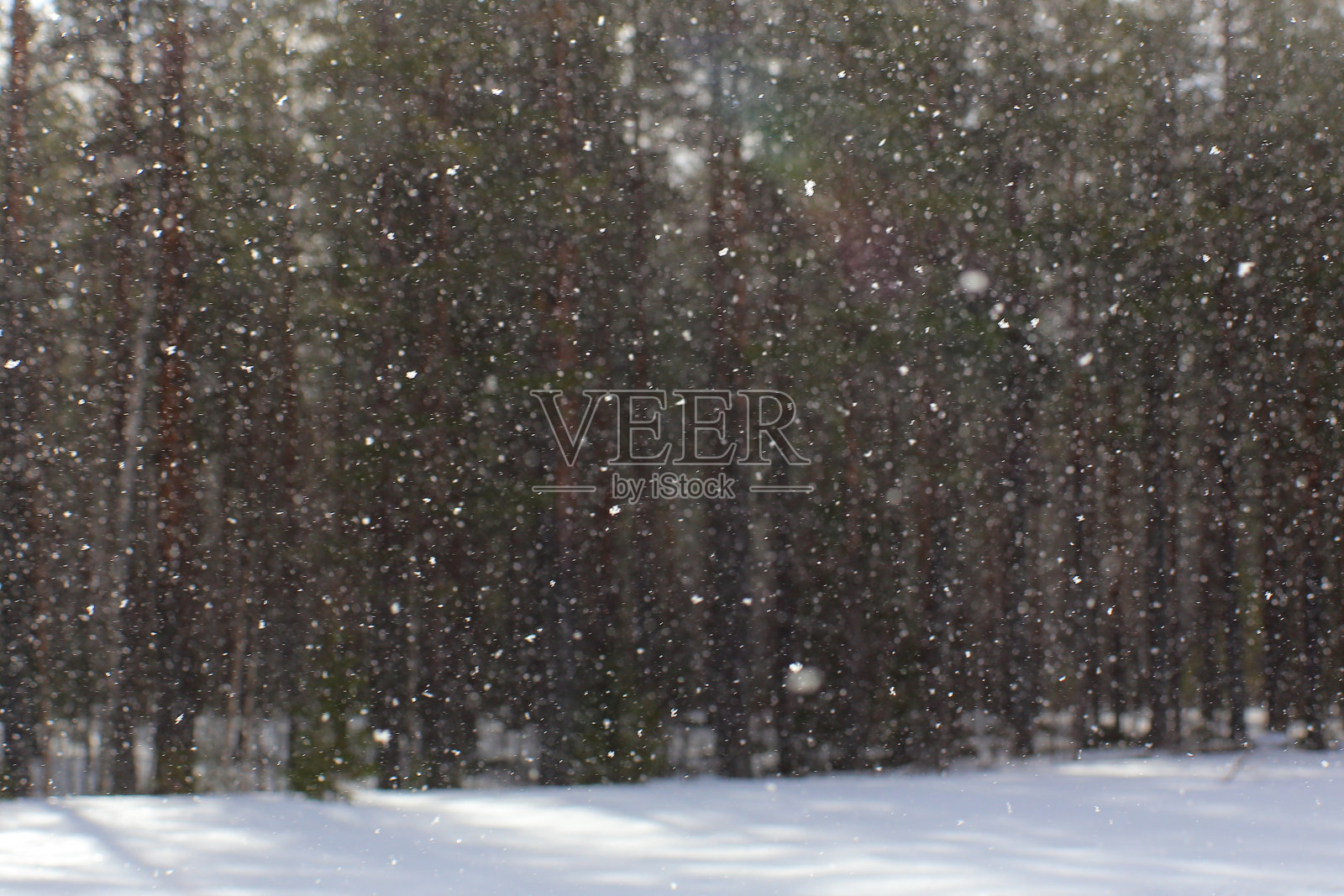 晴天,散焦森林前的大雪照片摄影图片