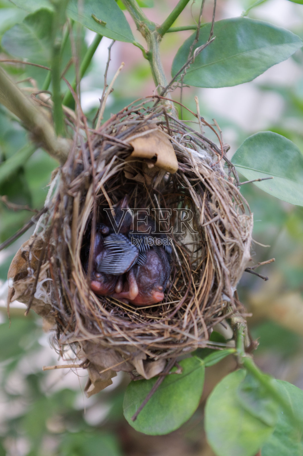 两只小鸟在巢里睡觉。照片摄影图片