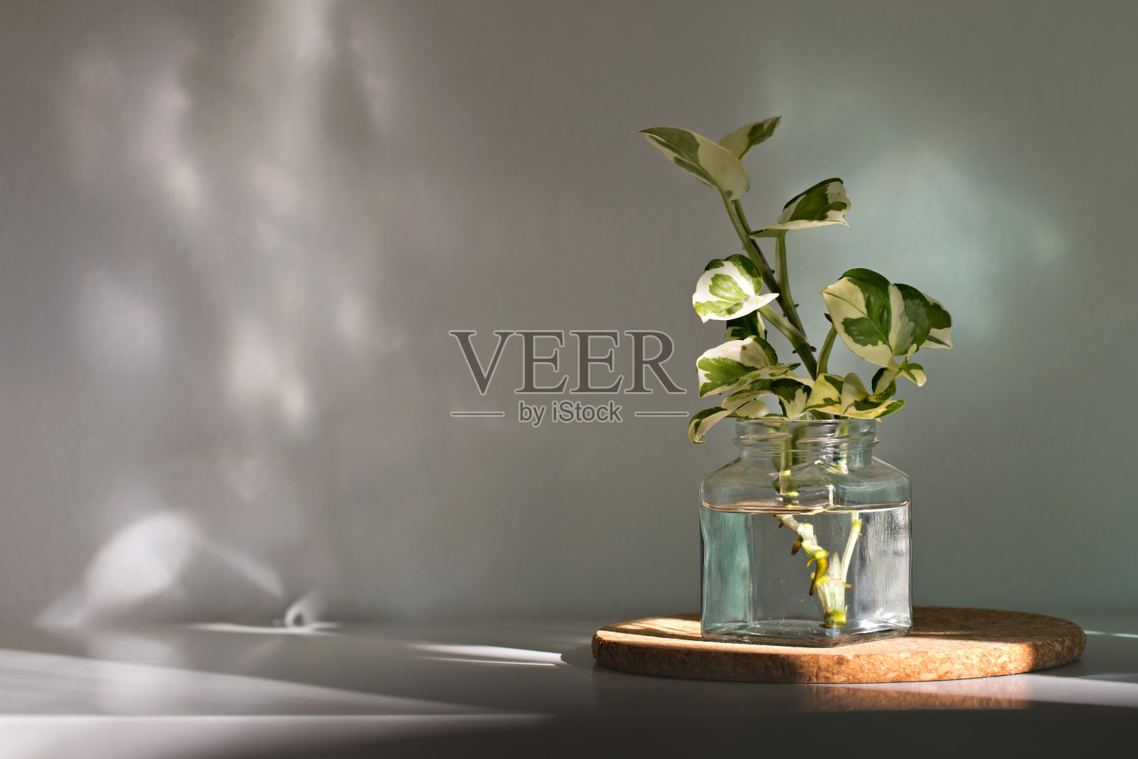 水繁殖盆栽植物照片摄影图片