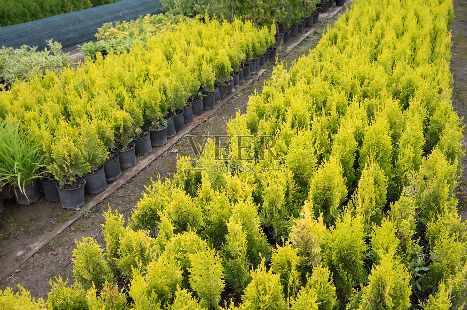 保加利亚花园中心照片摄影图片