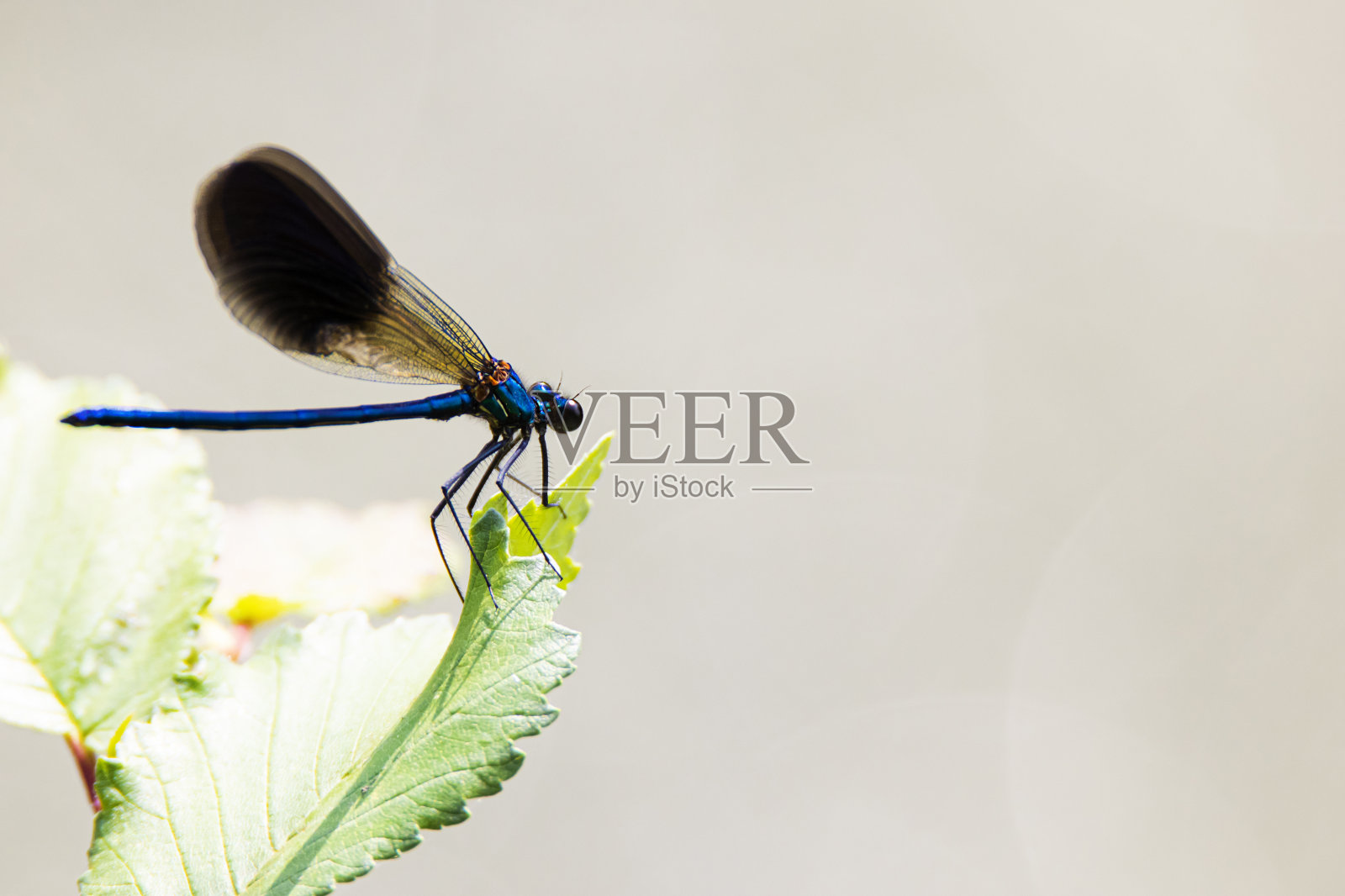 蓝色的蜻蜓坐在白色背景的池塘附近的植物上照片摄影图片