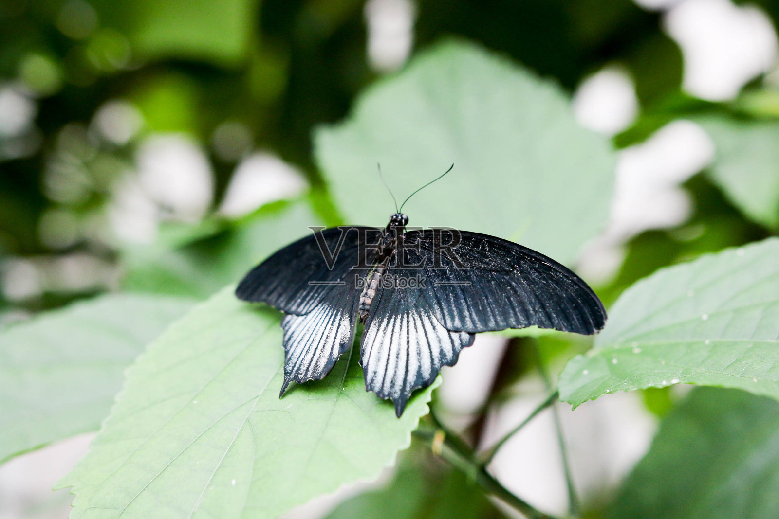 黑白蝴蝶照片摄影图片