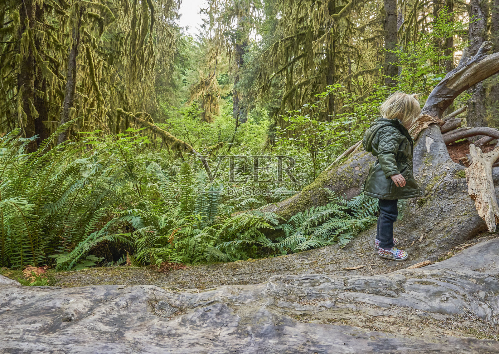 蹒跚学步的女孩在美国华盛顿州西部美丽的奥林匹克国家公园探索可可雨林的独特风景。照片摄影图片