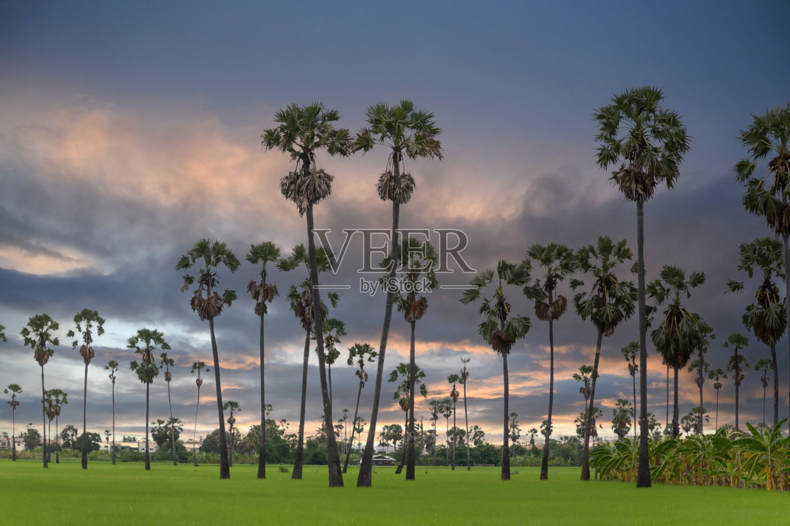 景观中有糖棕榈树和稻田稻田照片摄影图片