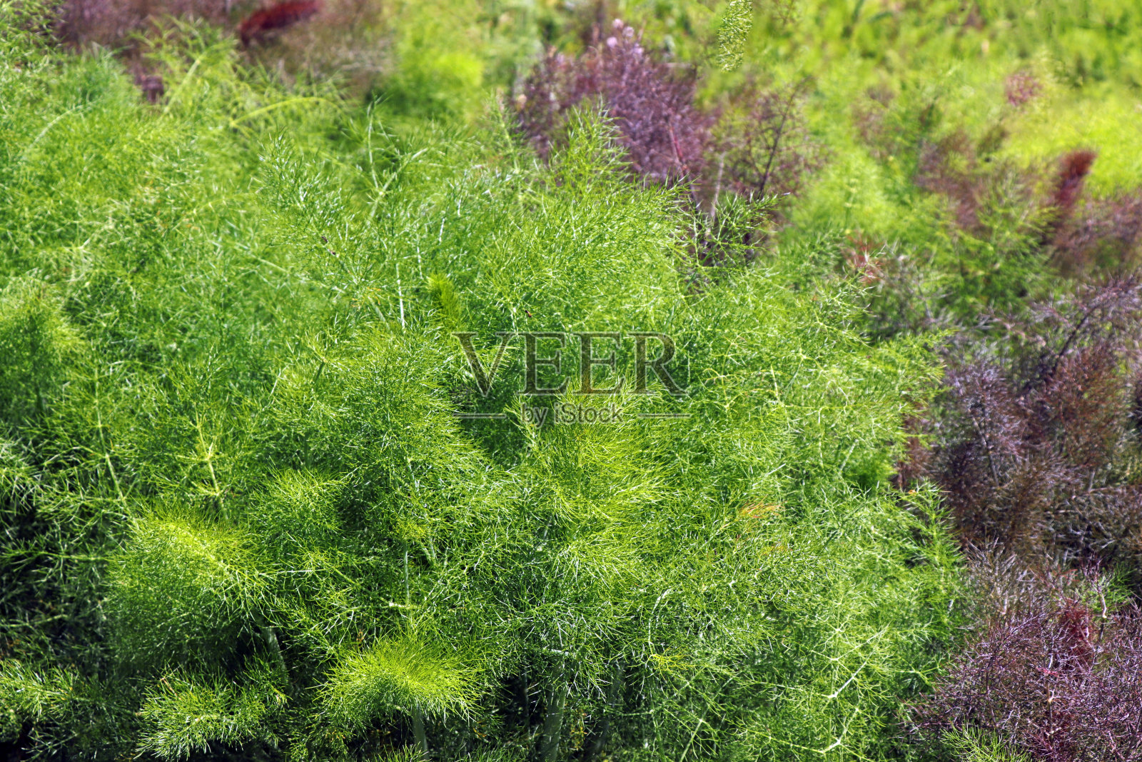 茴香-小茴香粗俗照片摄影图片