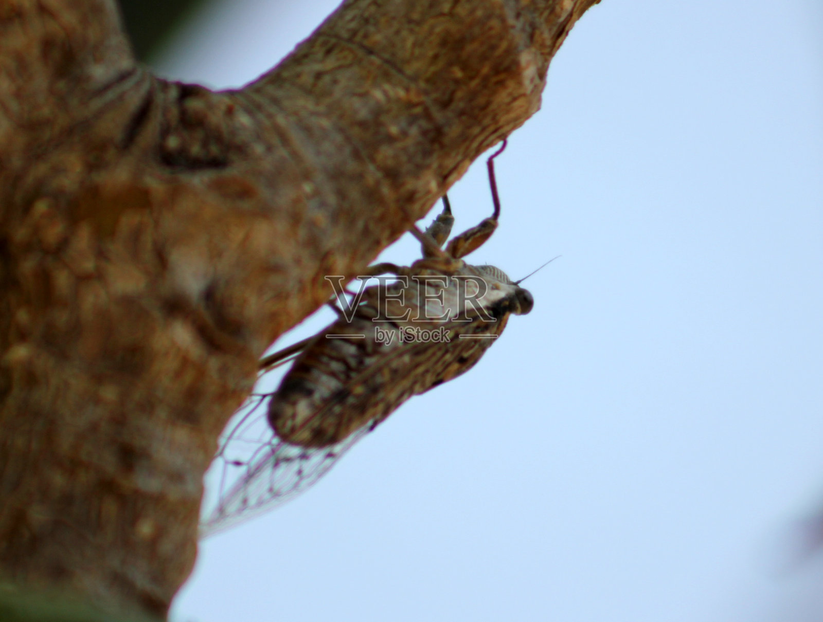 蝉照片摄影图片