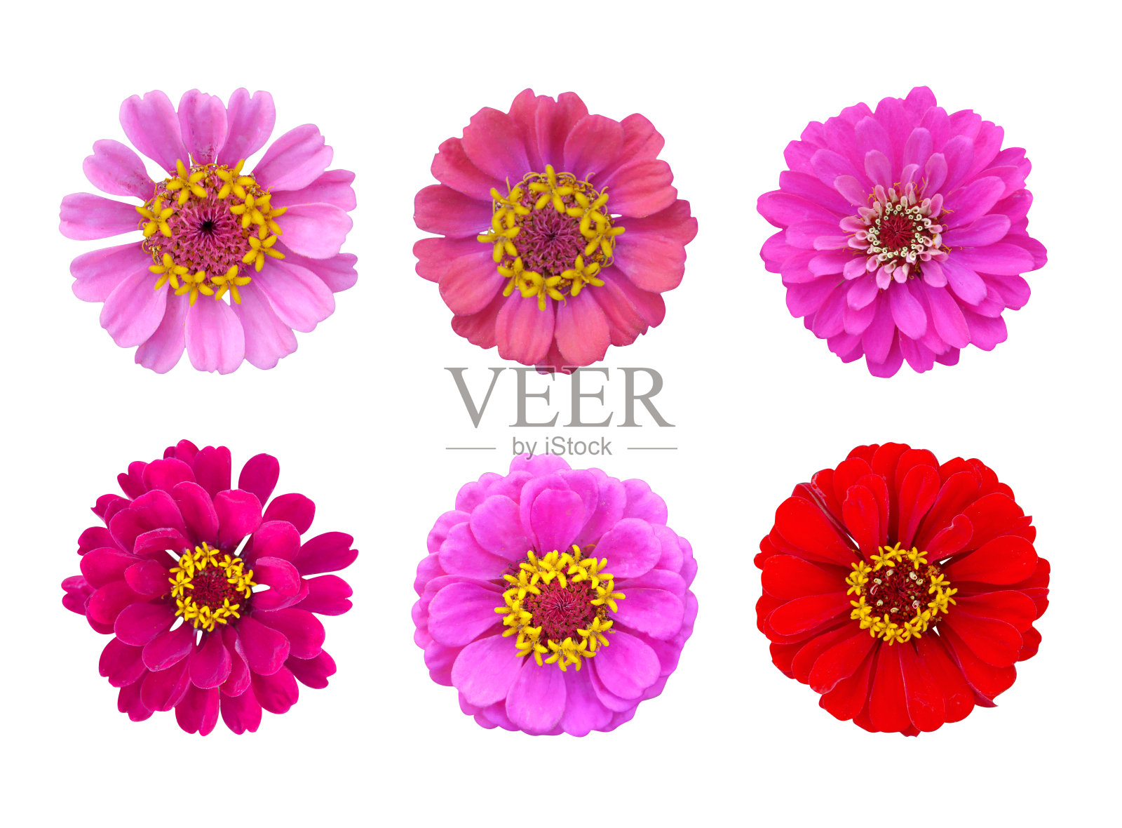 柔嫩的粉红色百日菊设置在孤立的白色背景。夏天的花。照片摄影图片