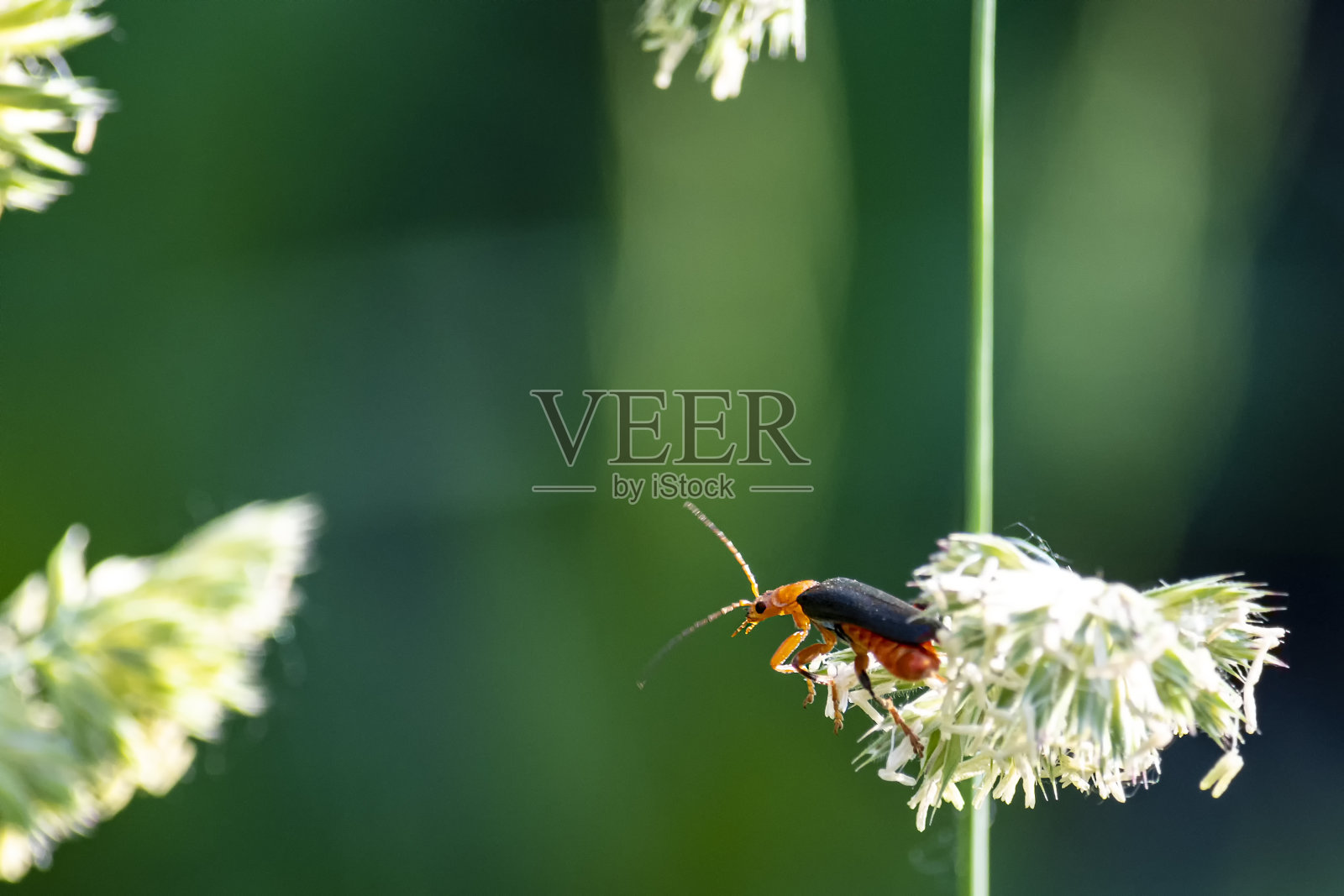 橙色甲虫,白色花,茎对着绿色背景。照片摄影图片