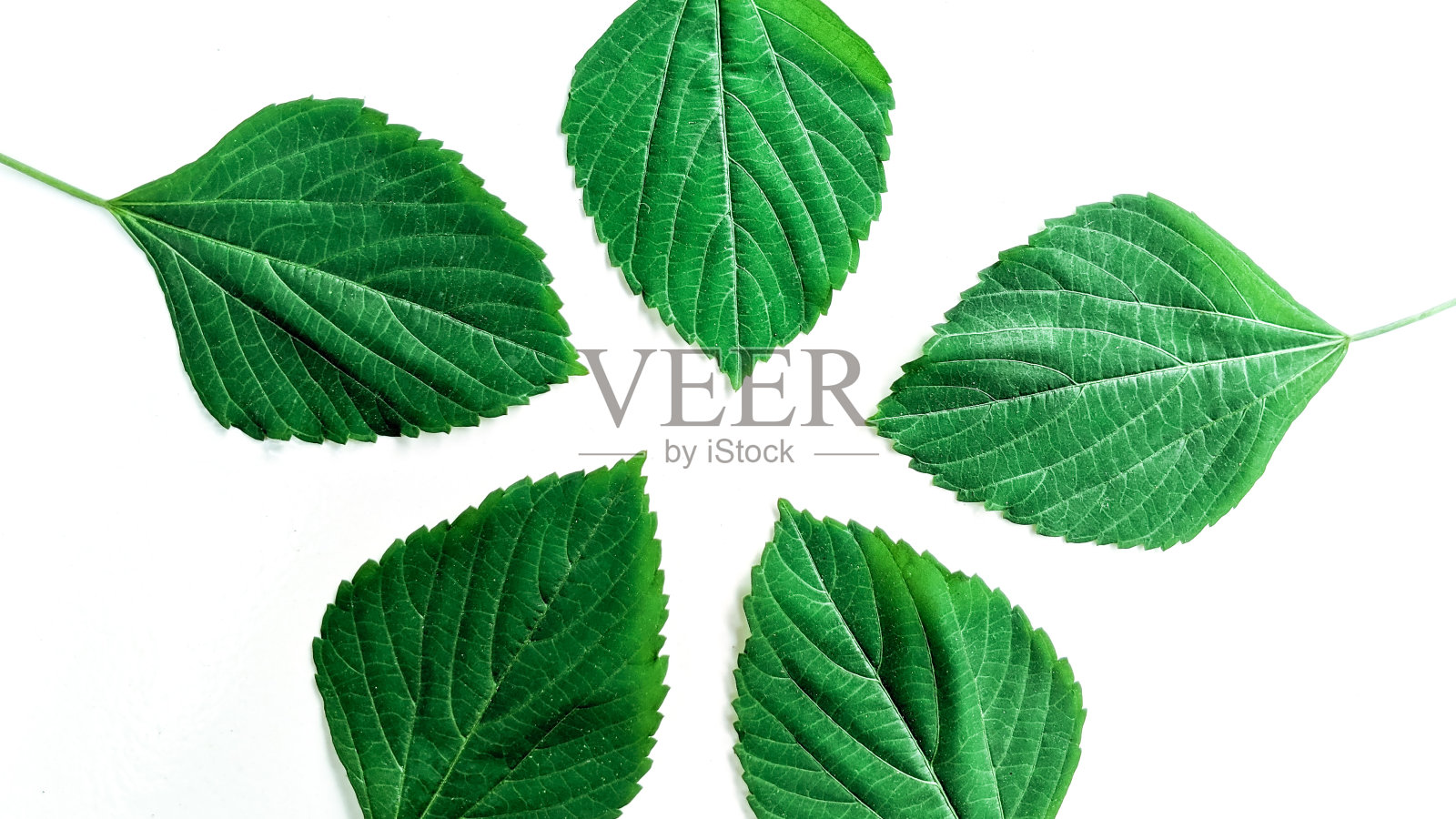 白色背景上的热带树叶的创意布局。最小的夏季异国情调的概念与复制空间。照片摄影图片