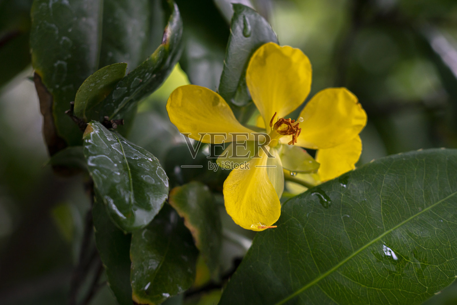 桔梗黄花植物。(米老鼠花)在花园里照片摄影图片