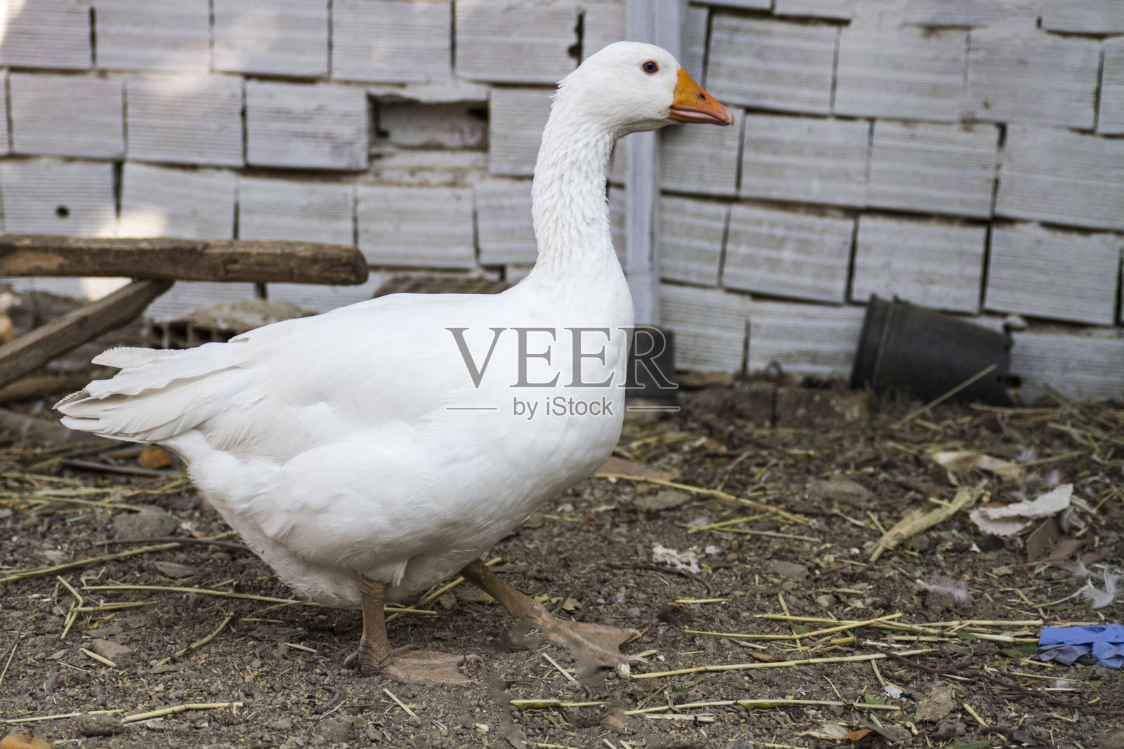 白色的鹅照片摄影图片