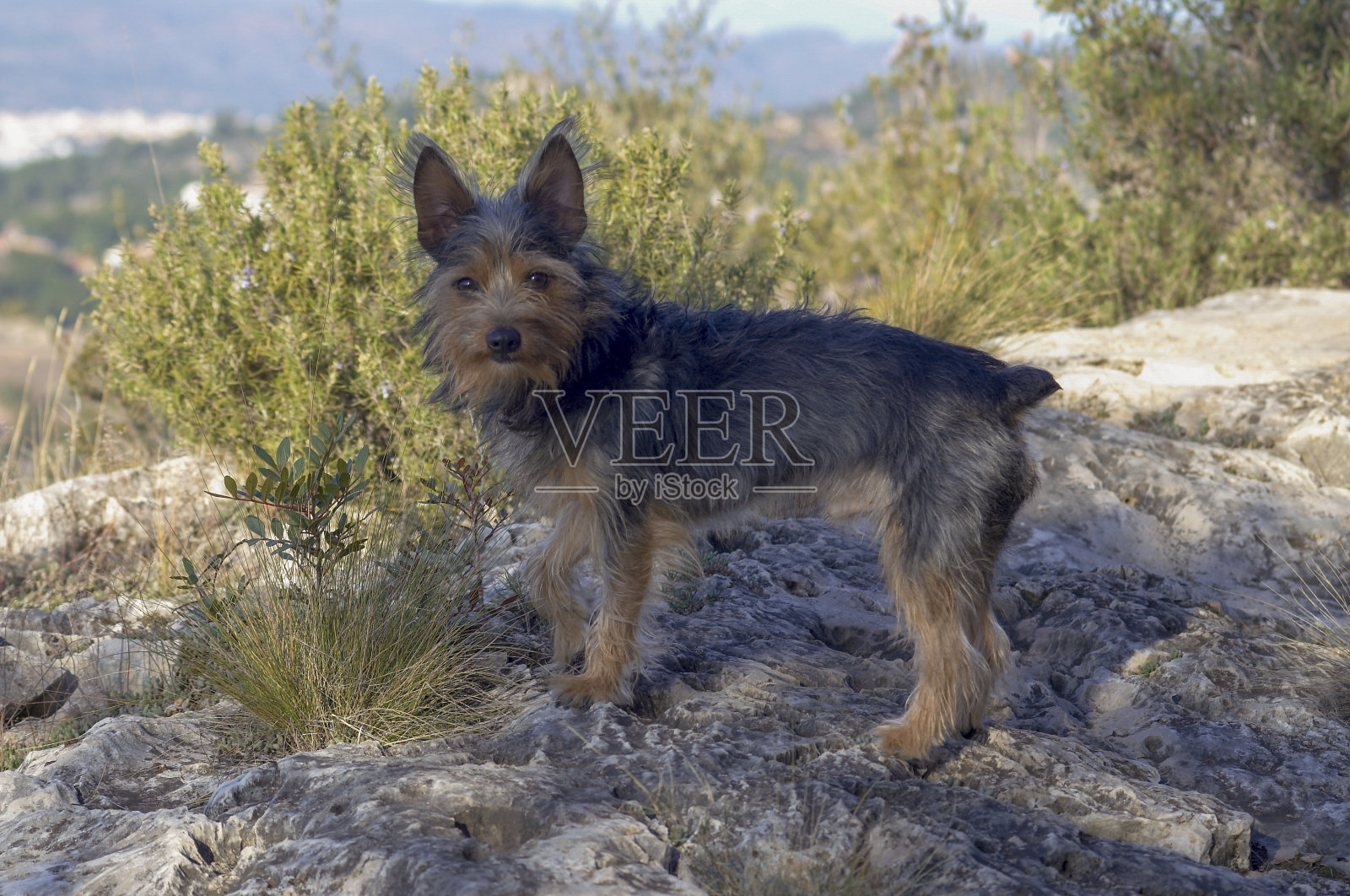 小个头的狗在山上散步照片摄影图片