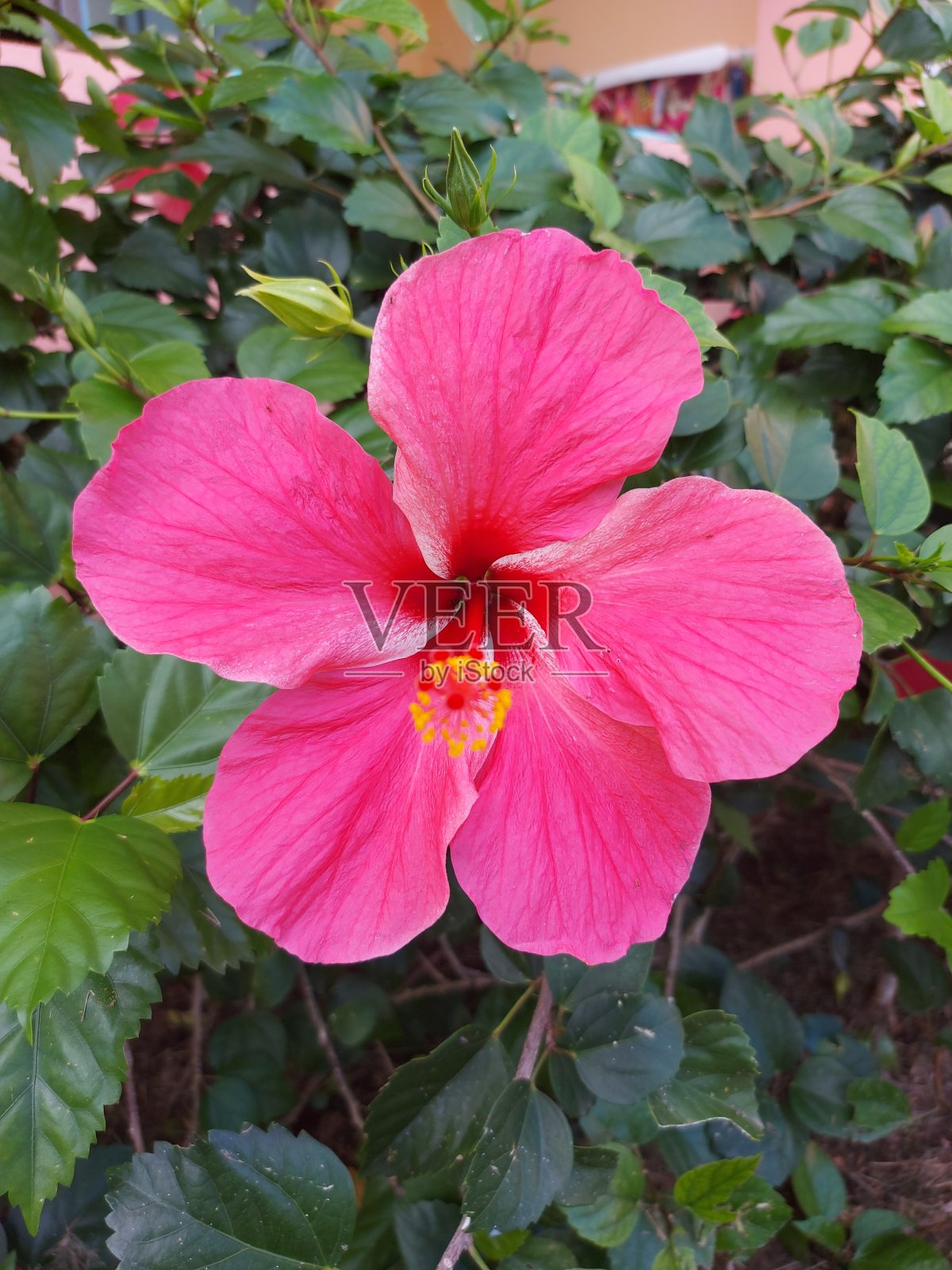 芙蓉花照片摄影图片
