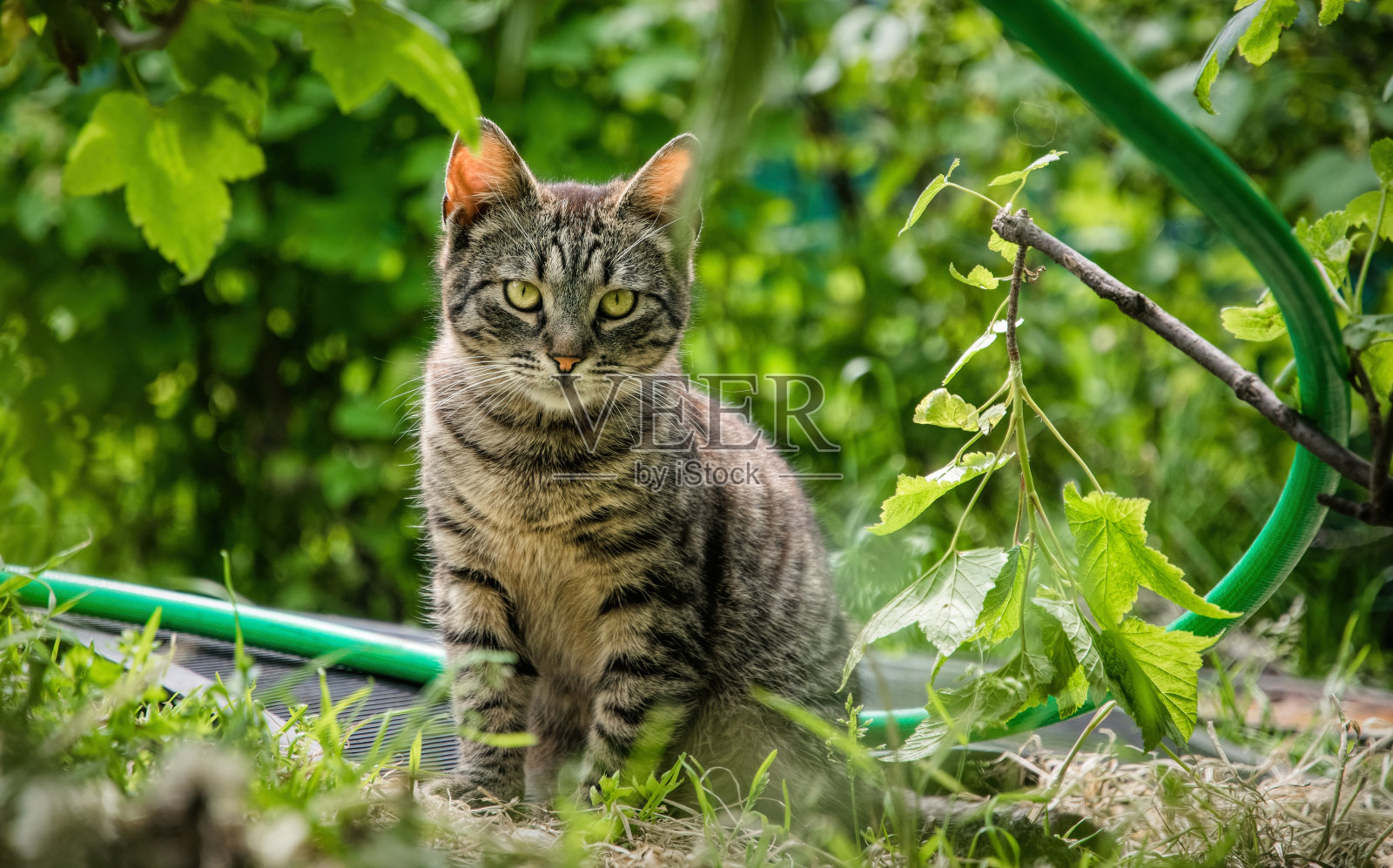 小虎斑猫在花园里打猎照片摄影图片