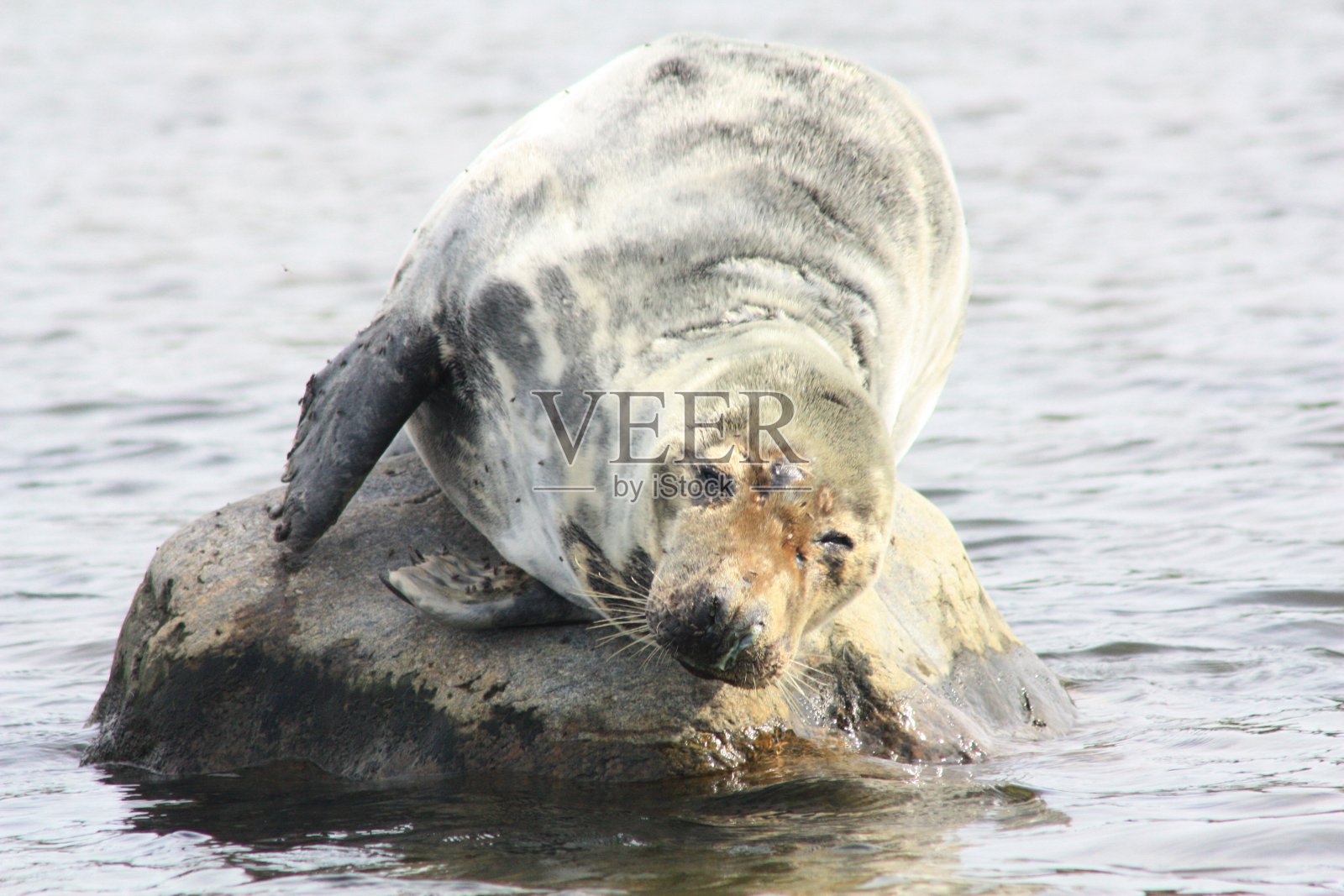 海豹躺在石头上晒太阳照片摄影图片