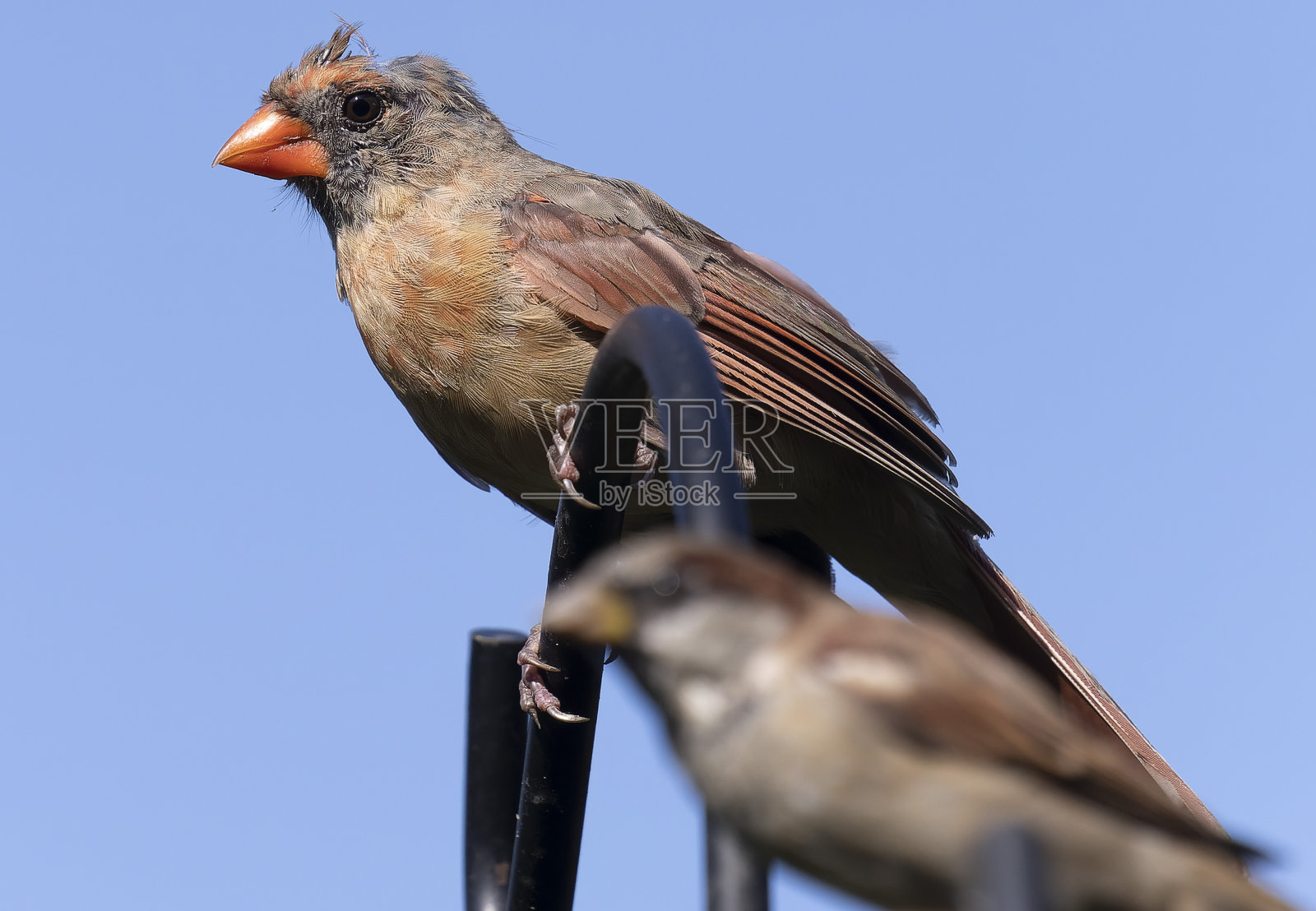 正在蜕皮的雌性北方红雀照片摄影图片