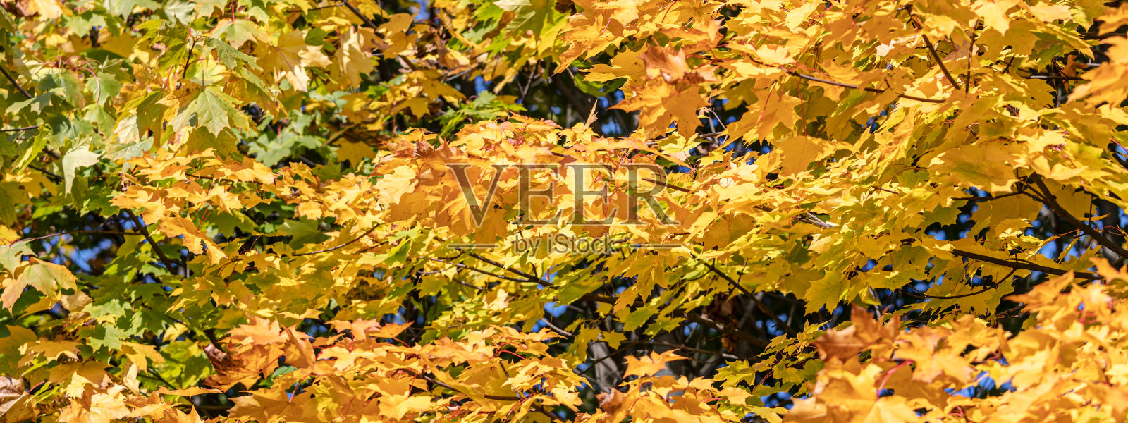 明亮的黄色叶子在阳光下。自然背景图案。全景。照片摄影图片