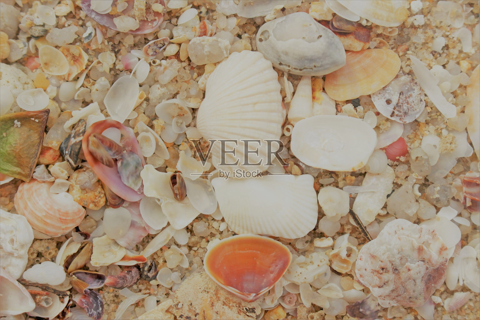 海滩上各种各样的贝壳照片摄影图片