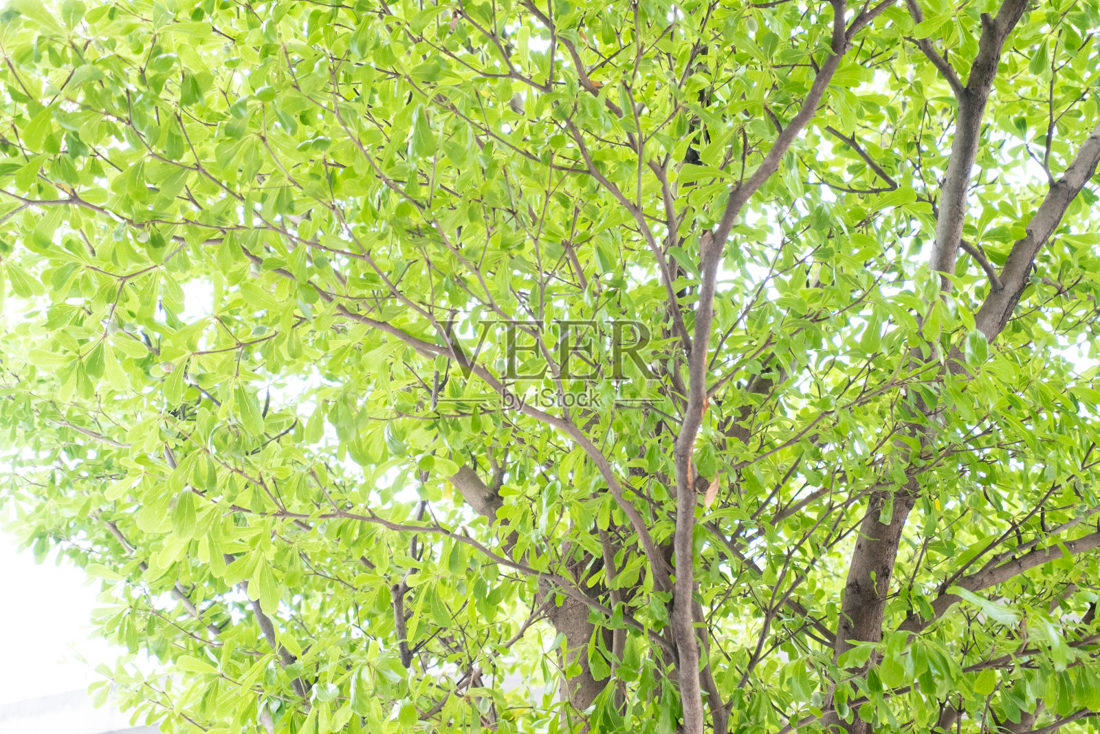 Bokeh树自然背景与阳光在夏天。照片摄影图片