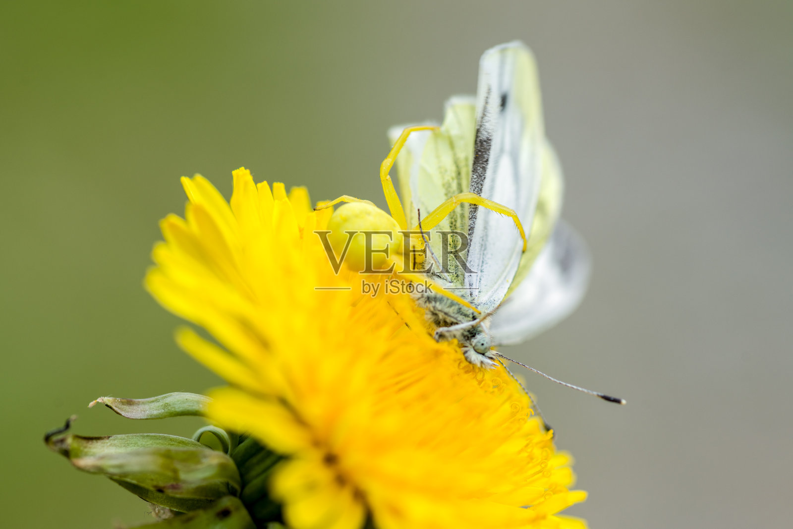 蝴蝶被一只蟹蜘蛛抓住了照片摄影图片