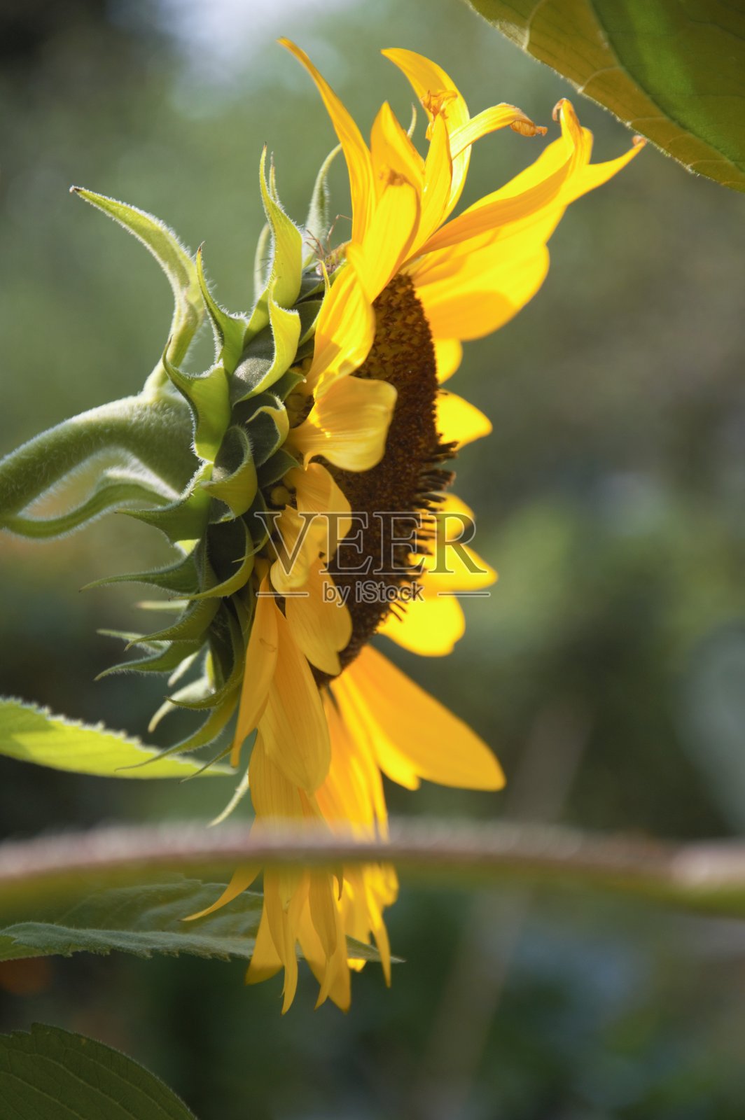夏天盛开着黄色花瓣的向日葵照片摄影图片