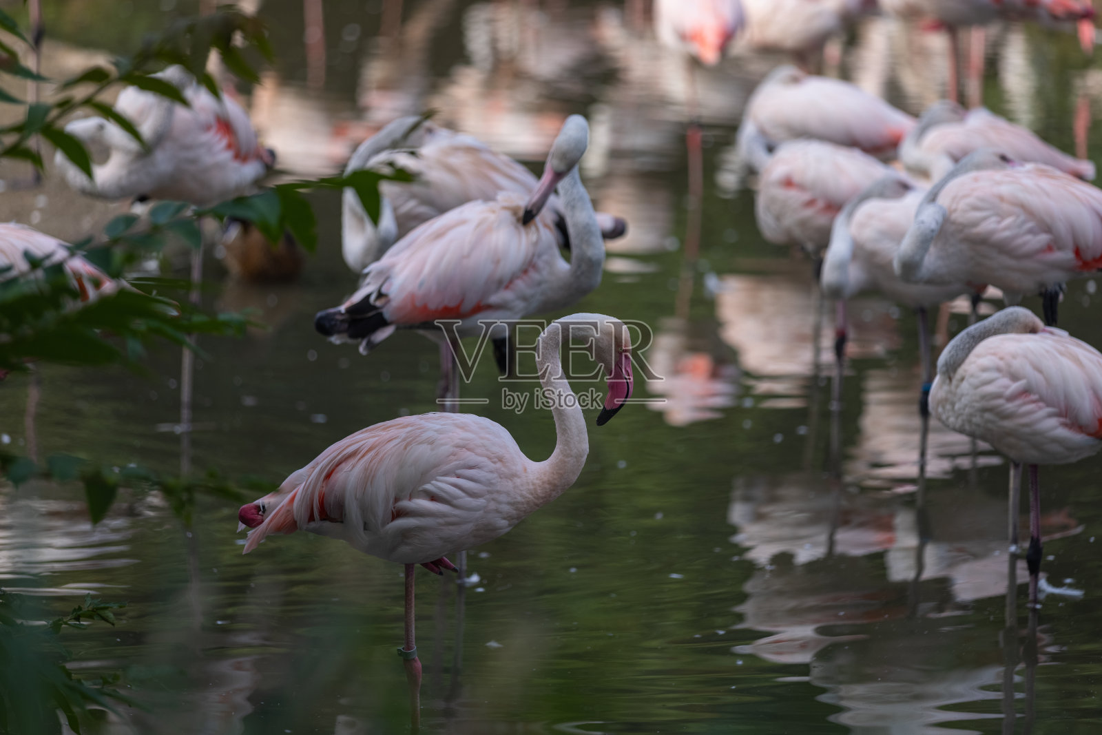 超级可爱的火烈鸟待在水里喝水。它们是很棒的鸟,颜色也很特别。照片摄影图片