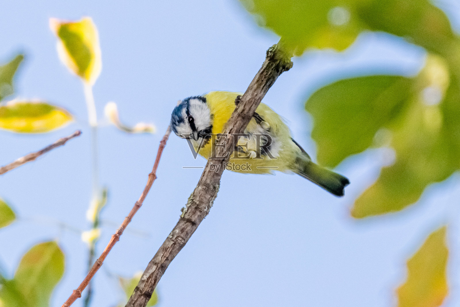 蓝色的山雀栖息在树枝上照片摄影图片