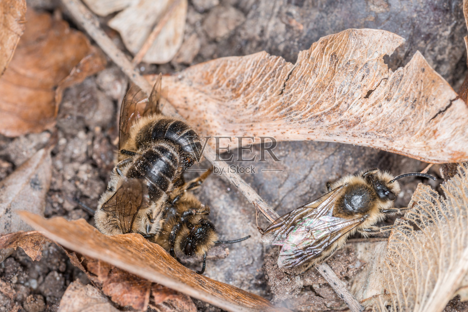 土蜂雌性和雄性在地面上进行繁殖和爱情嬉戏,德国照片摄影图片